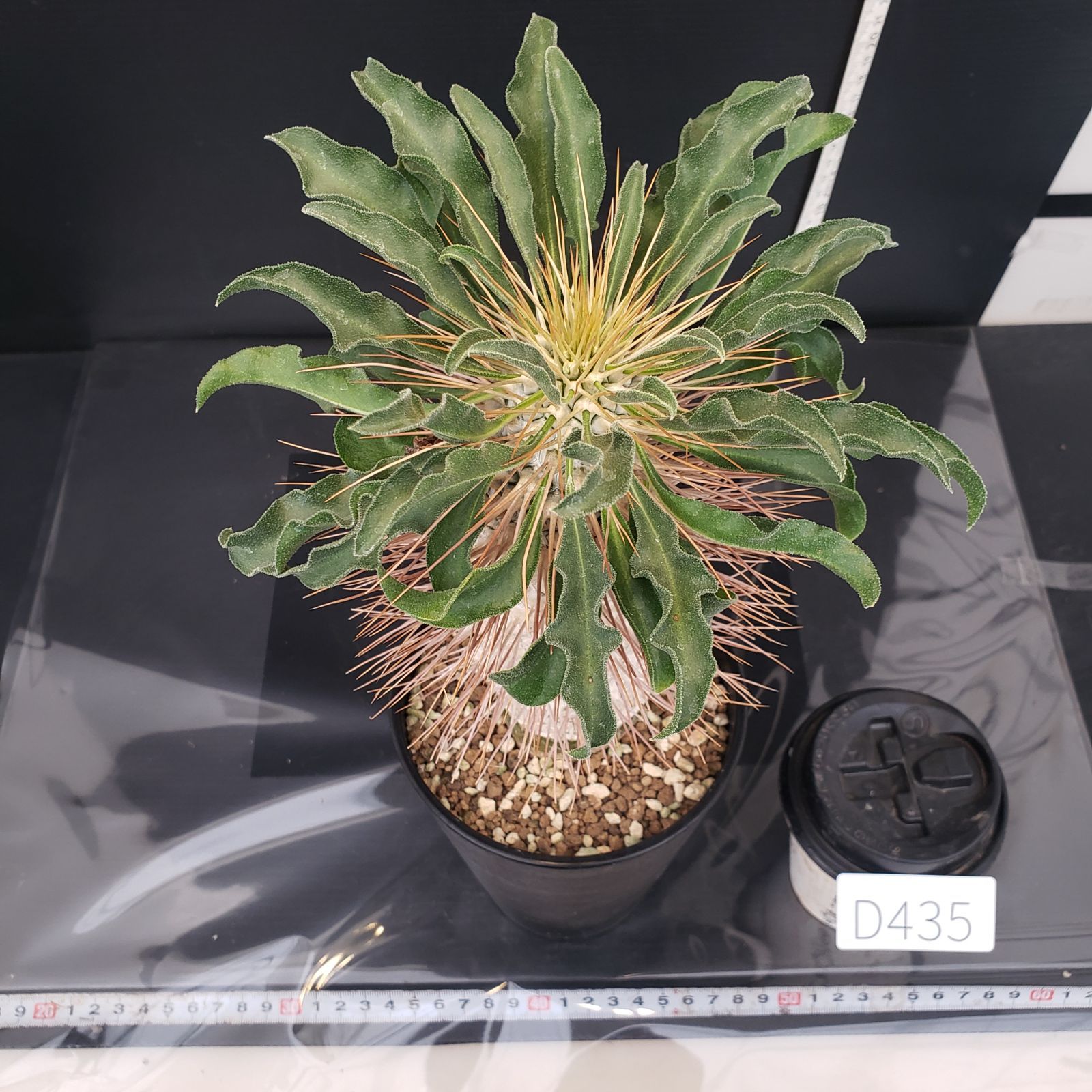 ナマクアナム　塊根植物　発根済 D435【自社養生株】パキポディウム ナマクアナム 光堂（接ぎ木・発根株