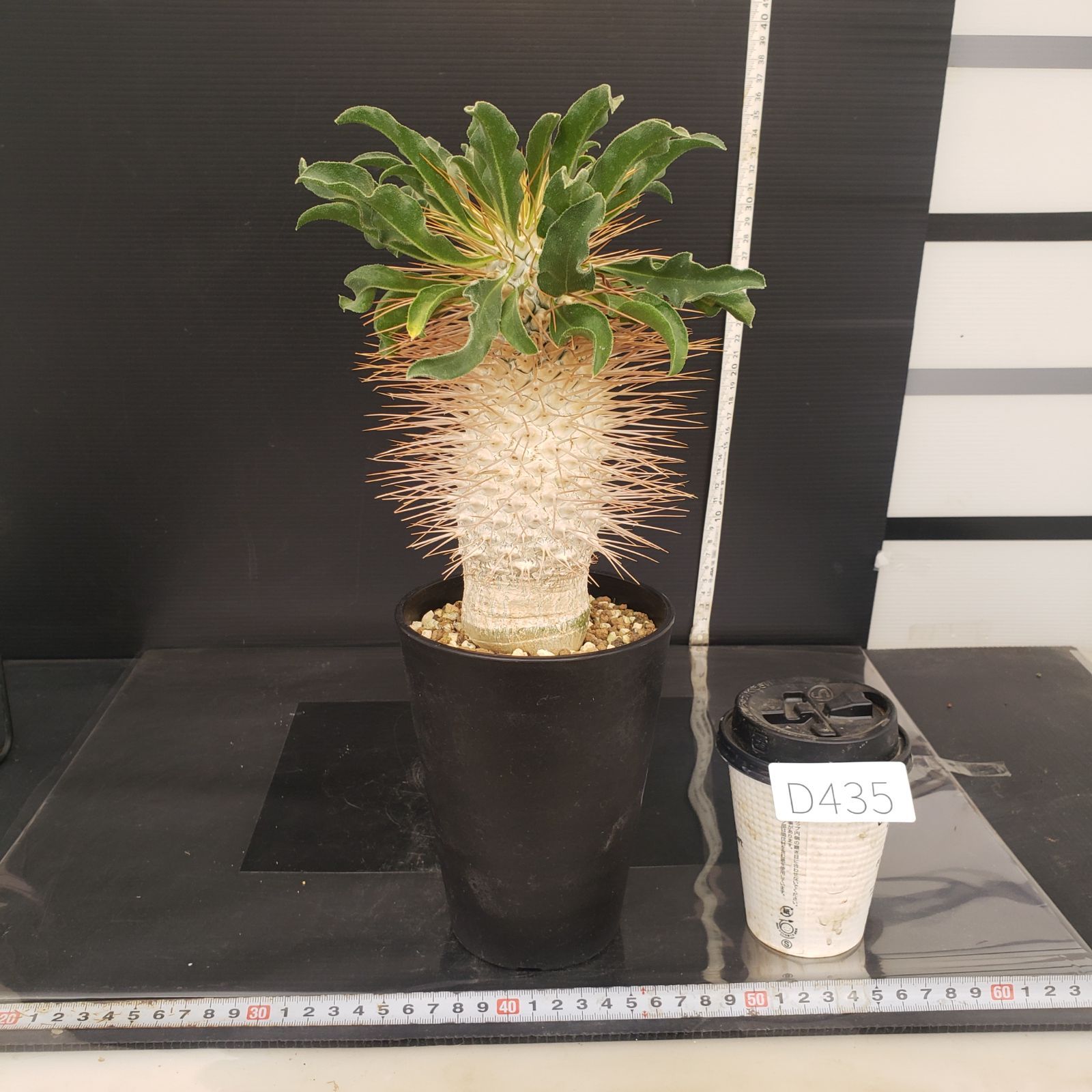 D435【自社養生株】パキポディウム ナマクアナム 光堂（接ぎ木・発根株