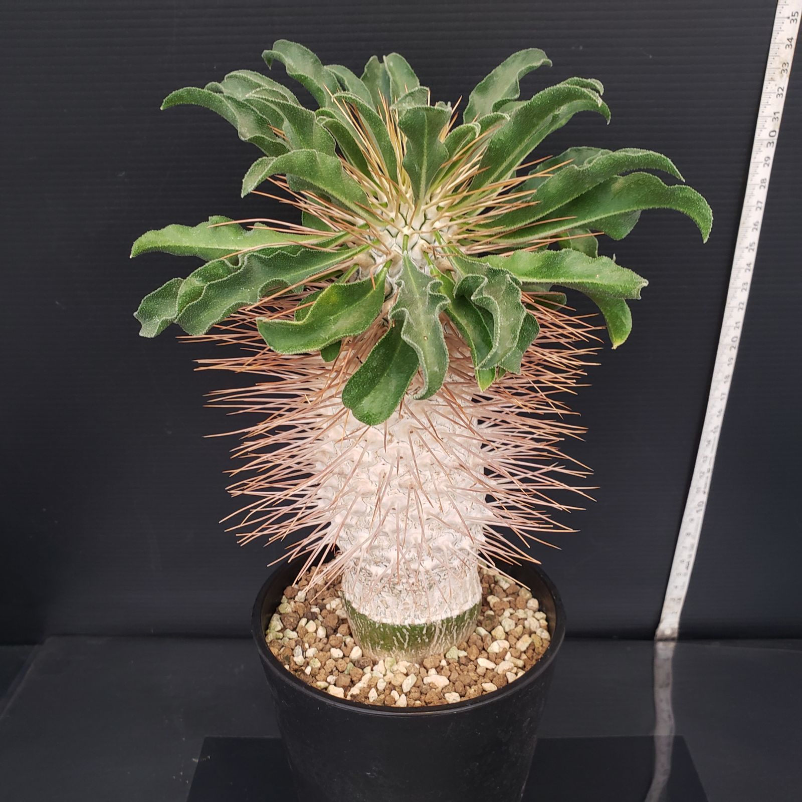 D435【自社養生株】パキポディウム ナマクアナム 光堂（接ぎ木・発根株