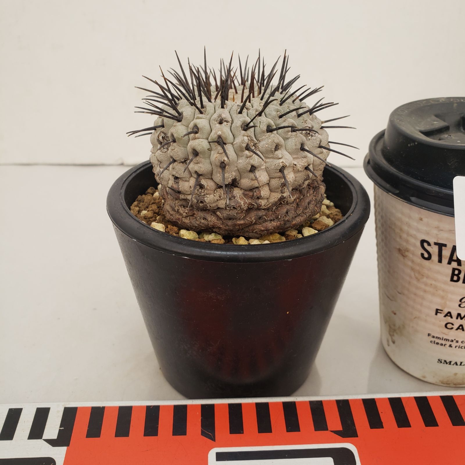 D437【自社養生株】コピアポア コルムナアルバ（発根株・鉢植え