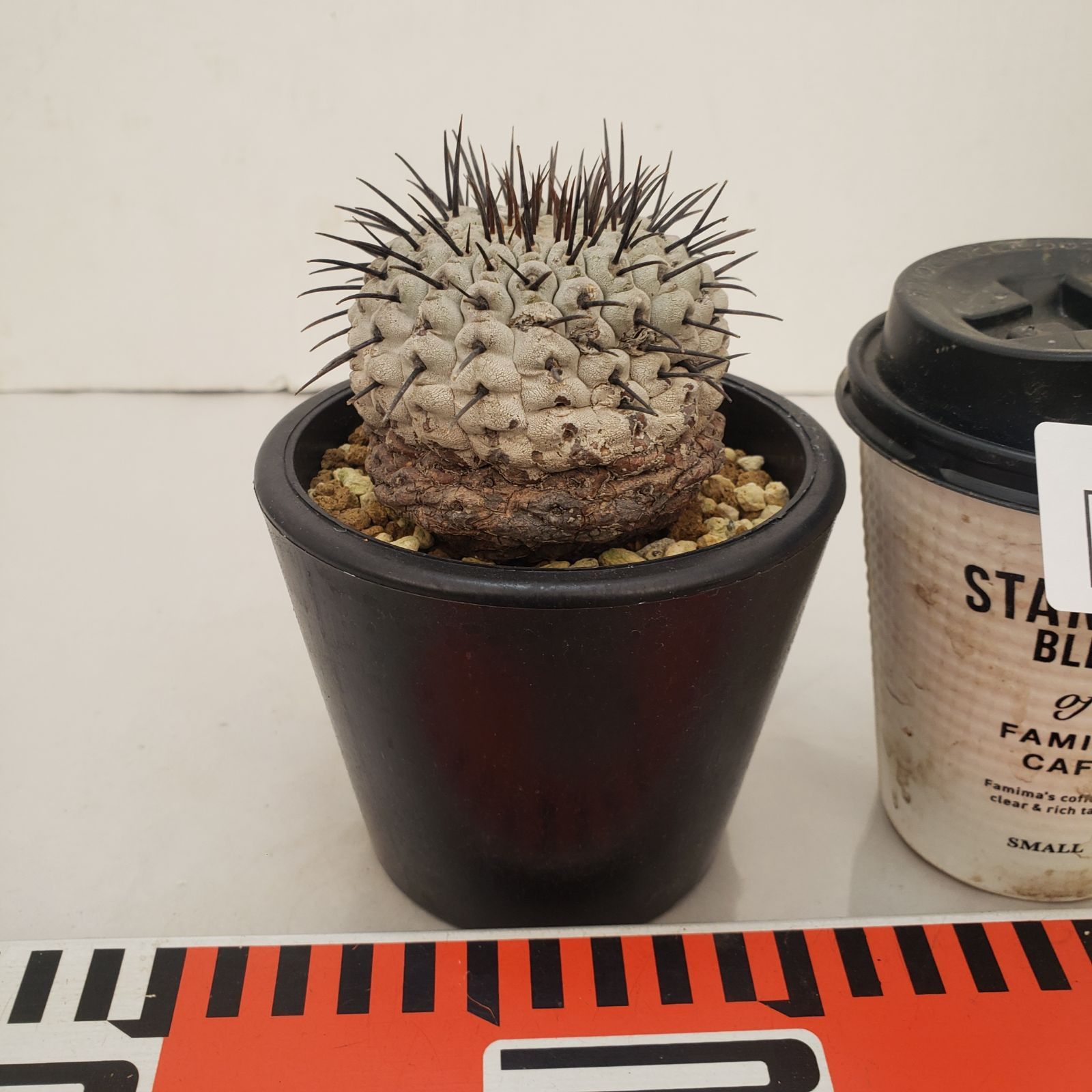 D437【自社養生株】コピアポア コルムナアルバ（発根株・鉢植え