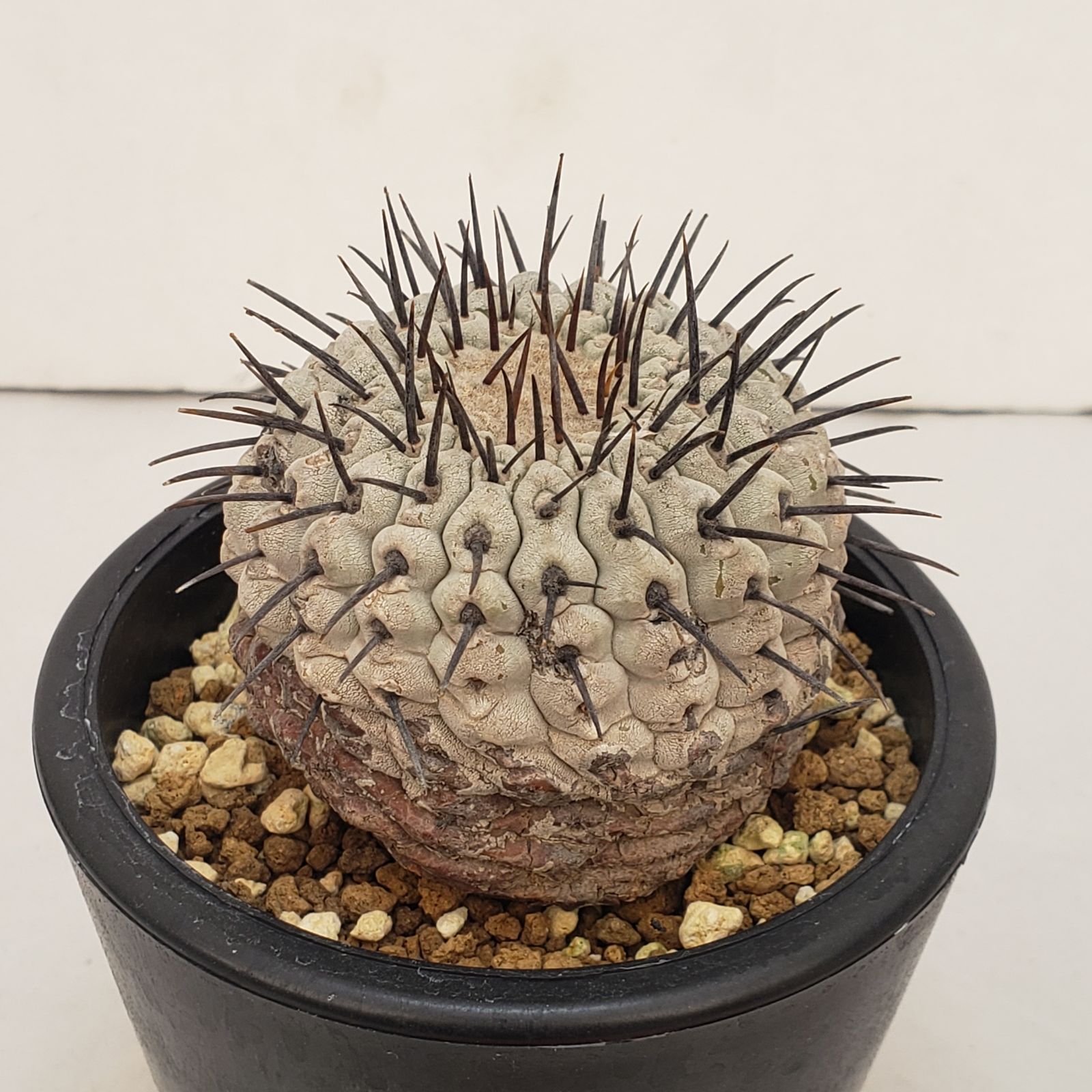 コピアポア コルムナアルバ y鉢付き botanize コピアポア コルムナアルバ y鉢付き botanize 【公式通販】