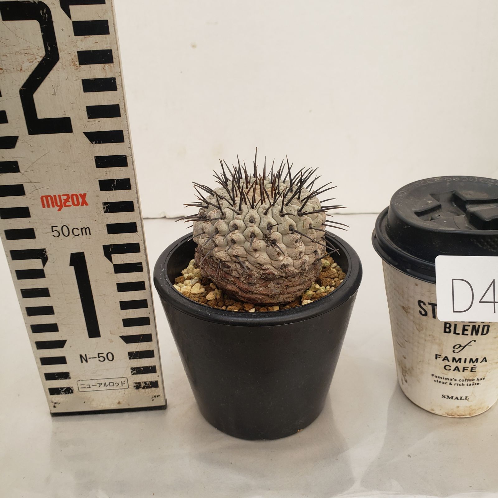 コルムナアルバ 実生 鉢植えメルカリ便送料込み 2025年最新】コルムナ