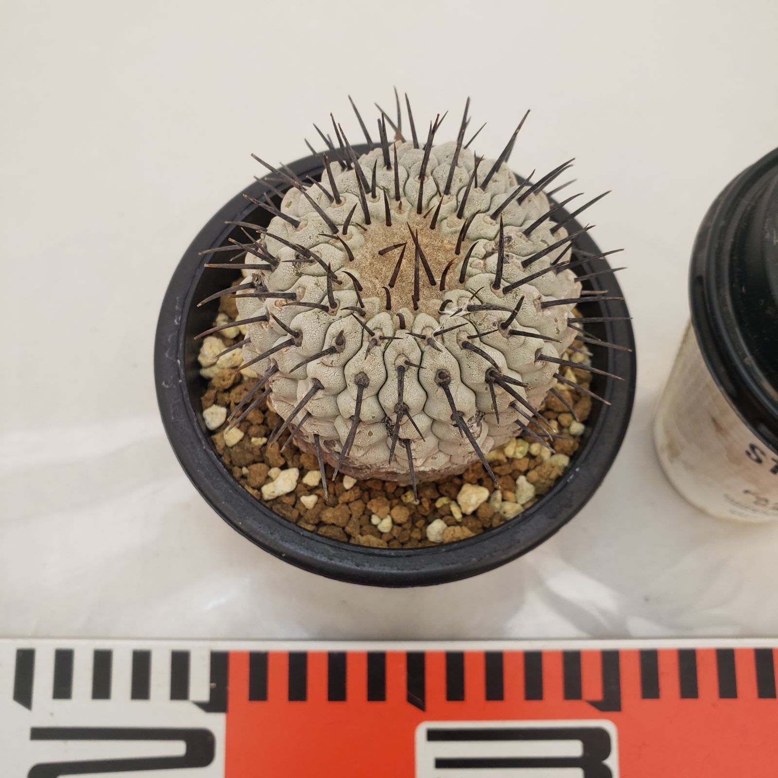 D437【自社養生株】コピアポア コルムナアルバ（発根株・鉢植え