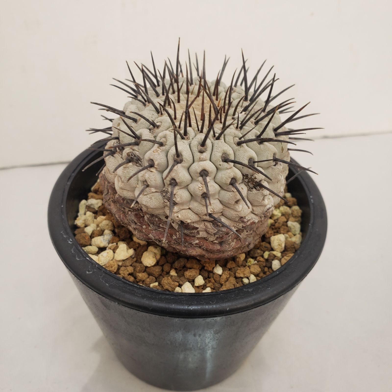 コルムナアルバ 実生 鉢植えメルカリ便送料込み コピアポア コルムナ アルバ（実生） | hanayoshi-botanical