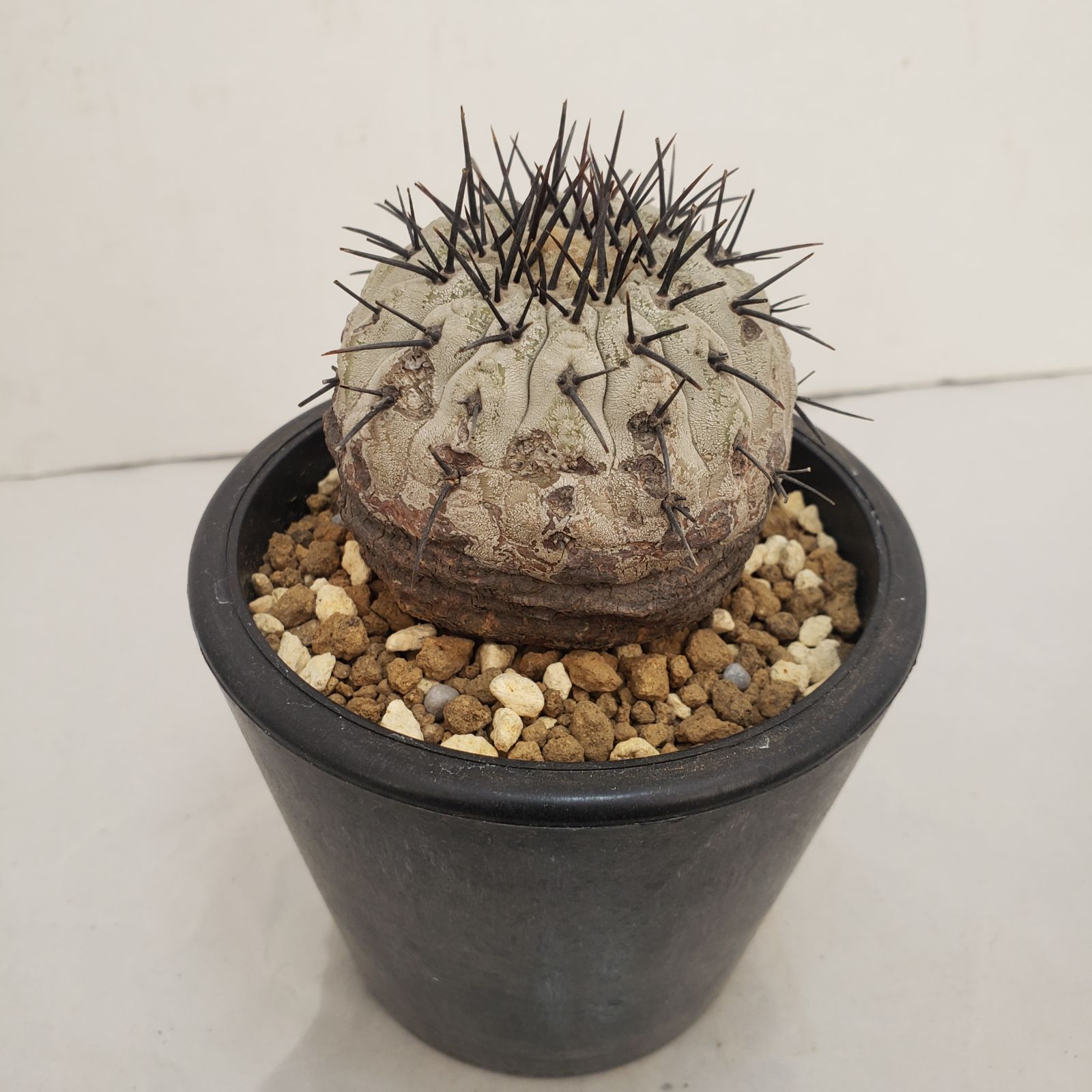 D438【自社養生株】コピアポア コルムナアルバ（発根株・鉢植え