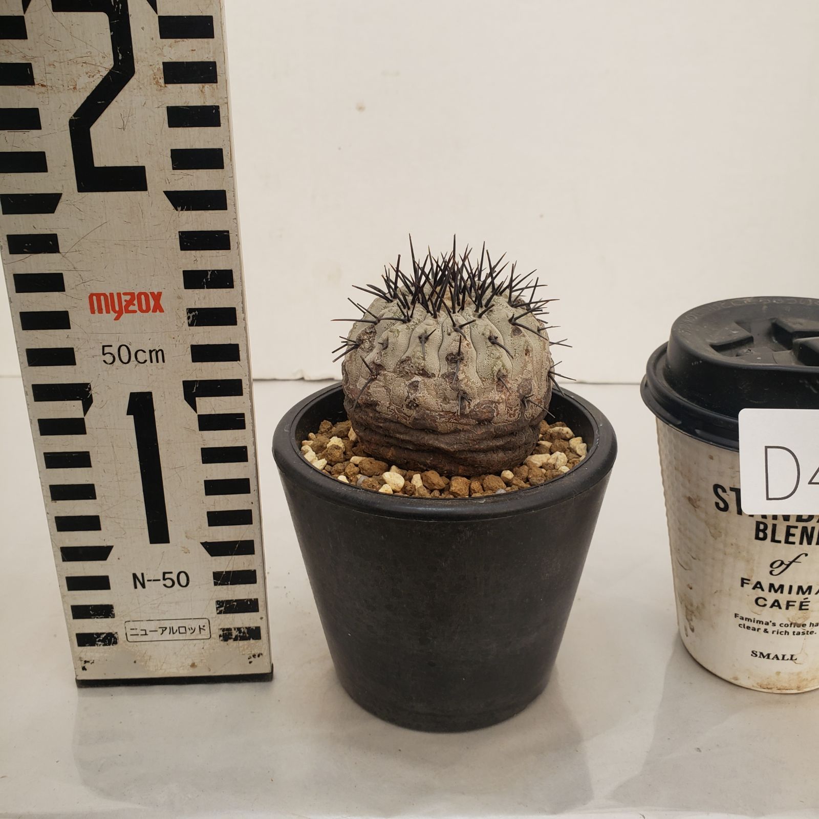 D438【自社養生株】コピアポア コルムナアルバ（発根株・鉢植え