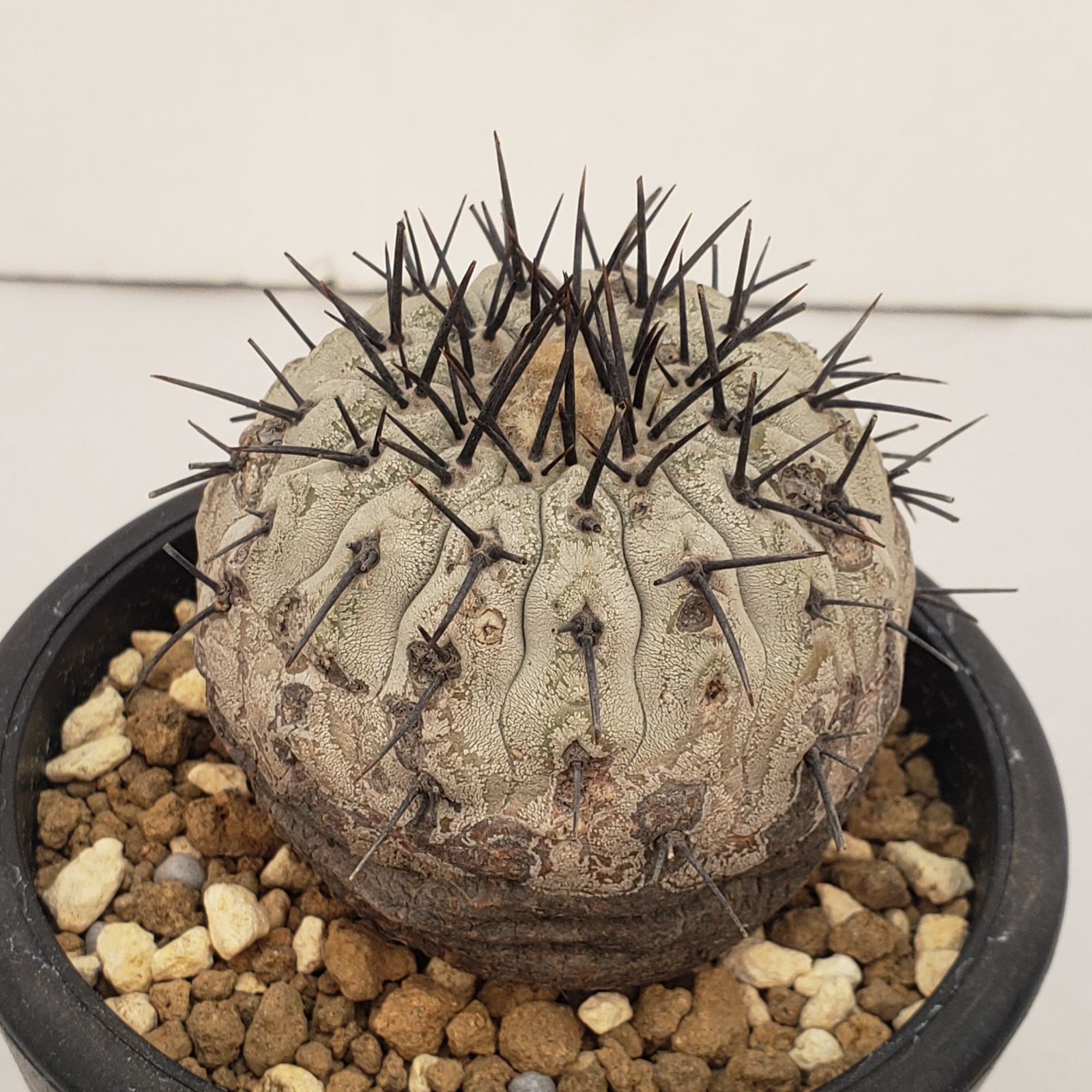 D438【自社養生株】コピアポア コルムナアルバ（発根株・鉢植え