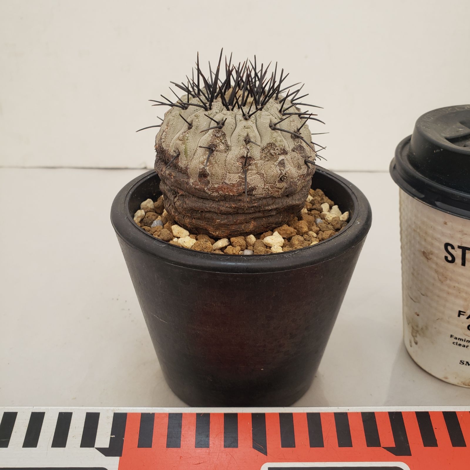 D438【自社養生株】コピアポア コルムナアルバ（発根株・鉢植え