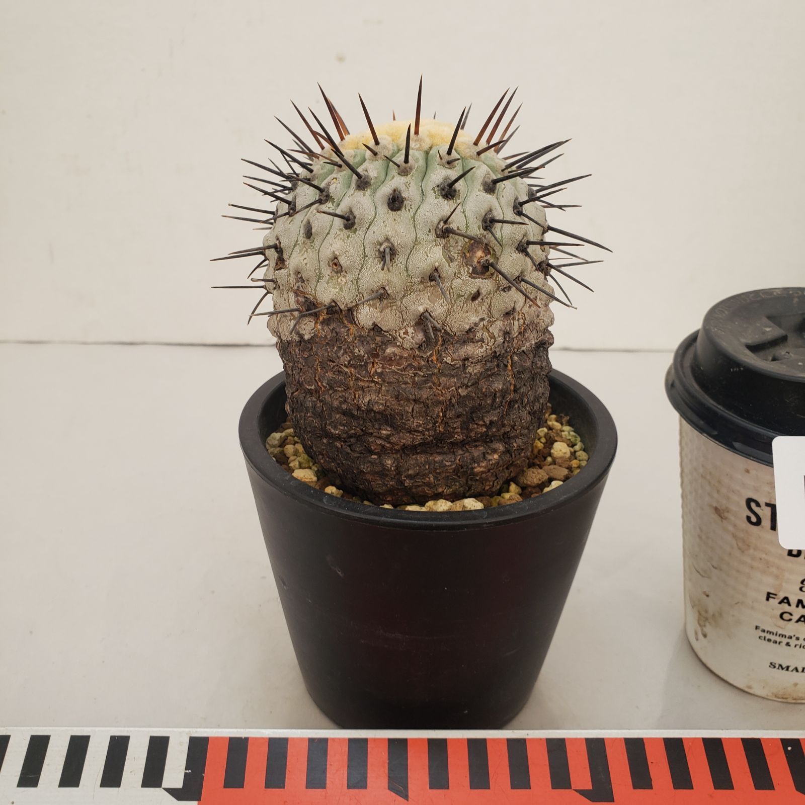 D439【自社養生株】コピアポア コルムナアルバ（発根株・鉢植え