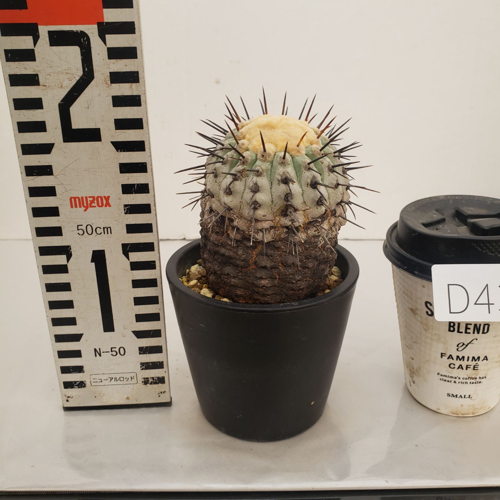 コピアポア コルムナアルバ y鉢付き botanize コピアポア コルムナアルバ y鉢付き botanize