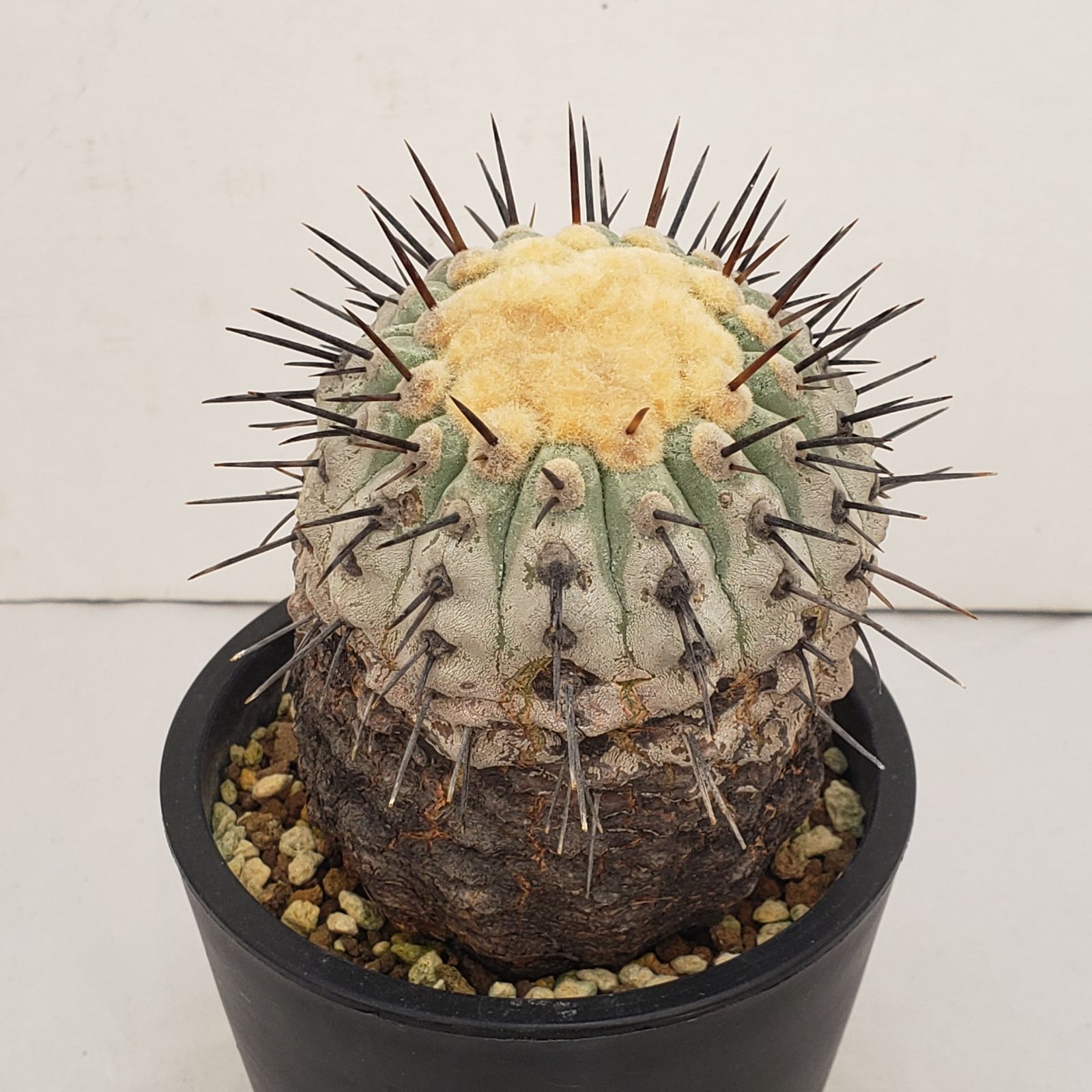 D439【自社養生株】コピアポア コルムナアルバ（発根株・鉢植え