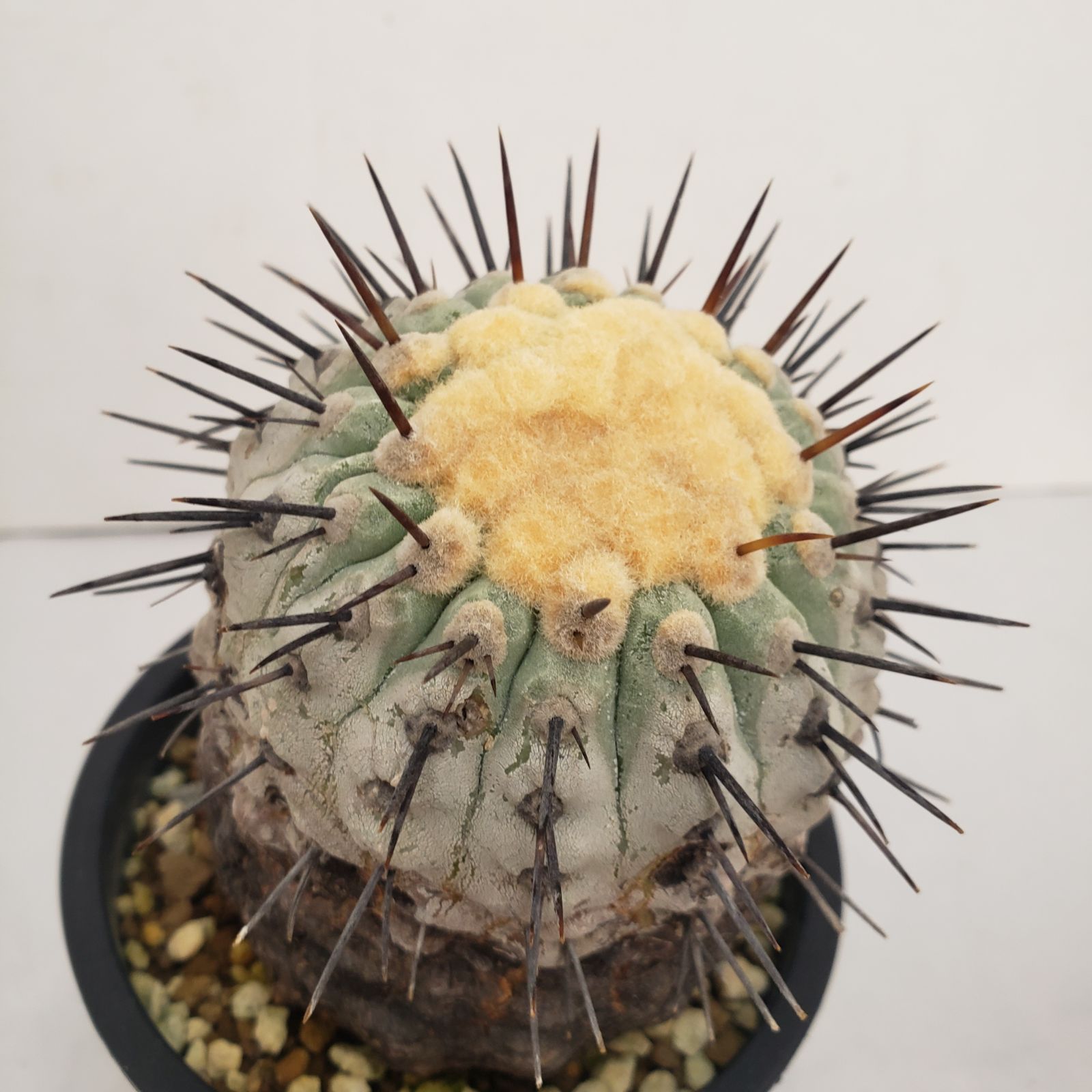 コルムナアルバ 実生 鉢植えメルカリ便送料込み 2025年最新】コルムナアルバの人気アイテム - メルカリ