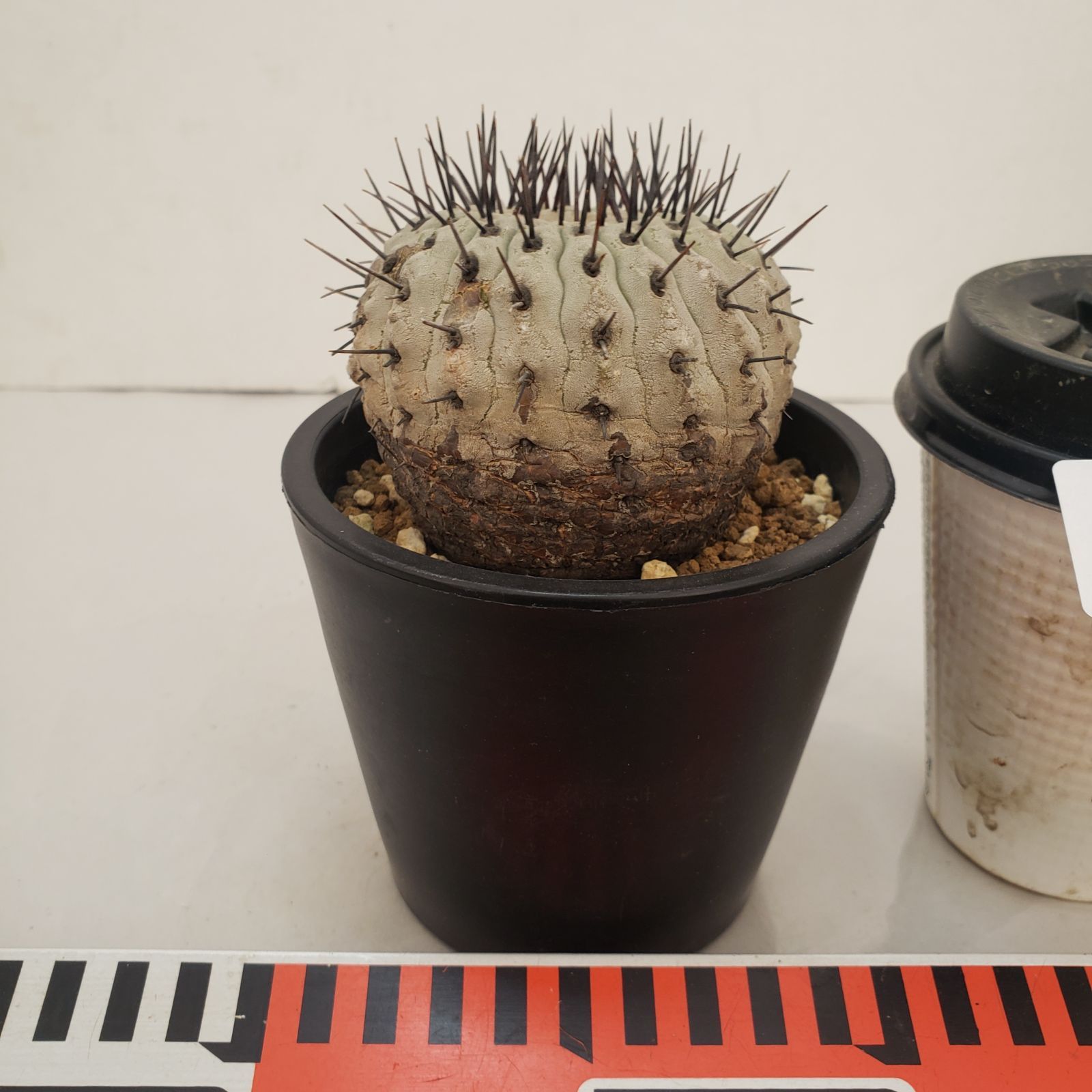 D440【自社養生株】コピアポア コルムナアルバ（発根株・鉢植え