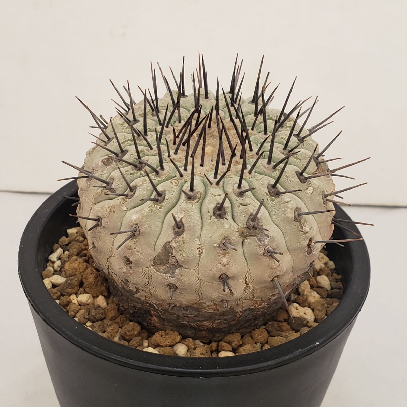 D440【自社養生株】コピアポア コルムナアルバ（発根株・鉢植え