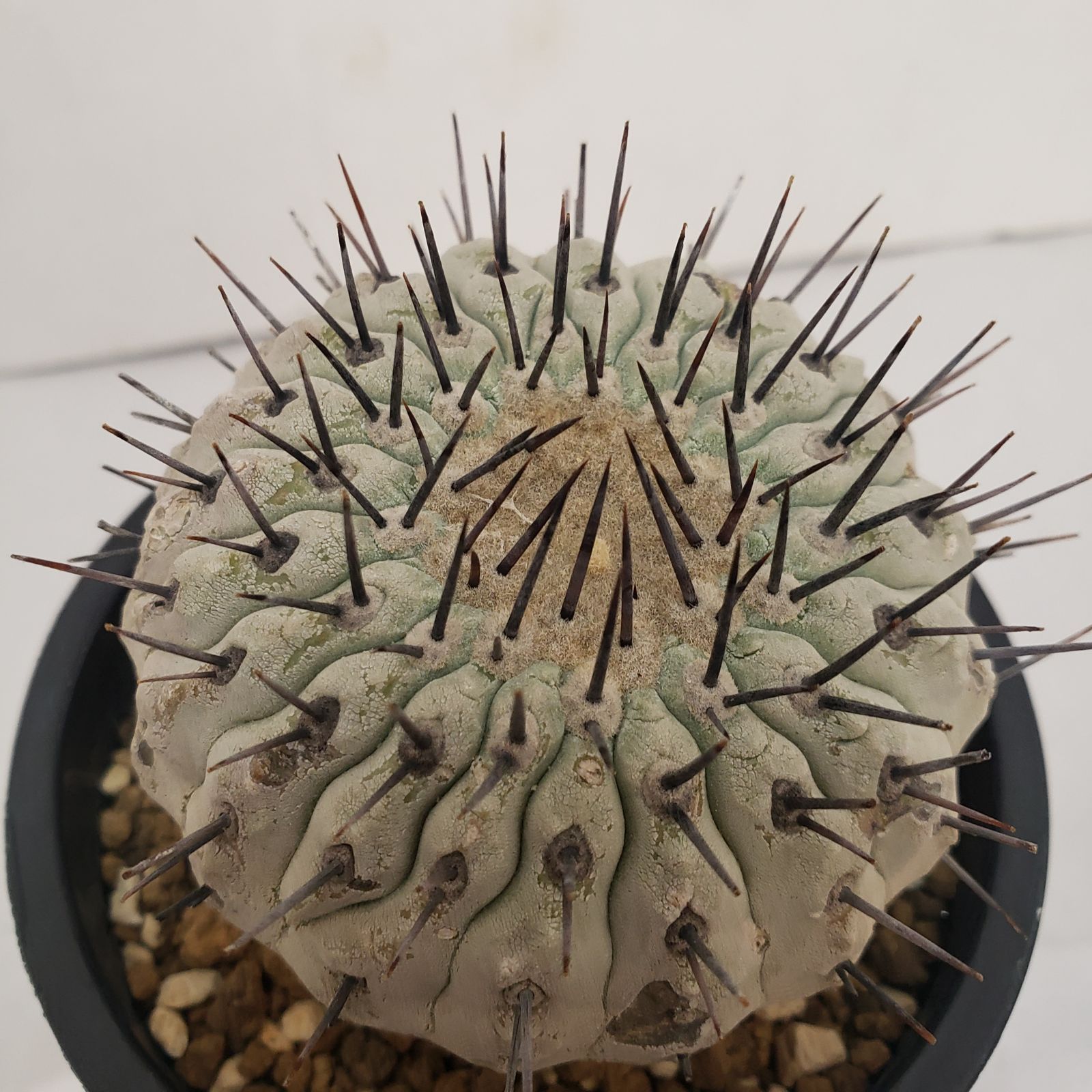 D440【自社養生株】コピアポア コルムナアルバ（発根株・鉢植え