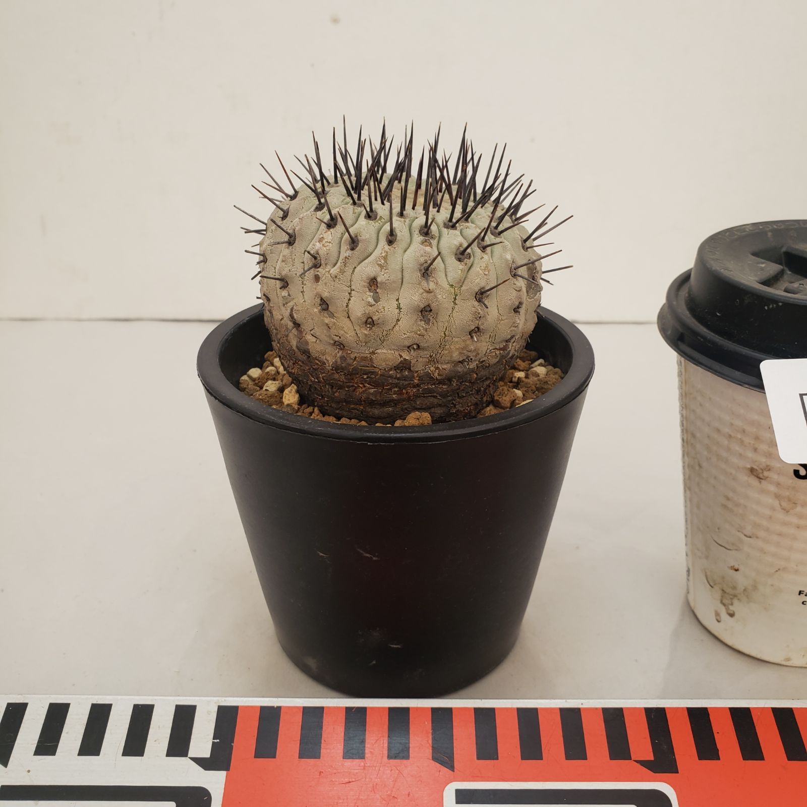 D440【自社養生株】コピアポア コルムナアルバ（発根株・鉢植え