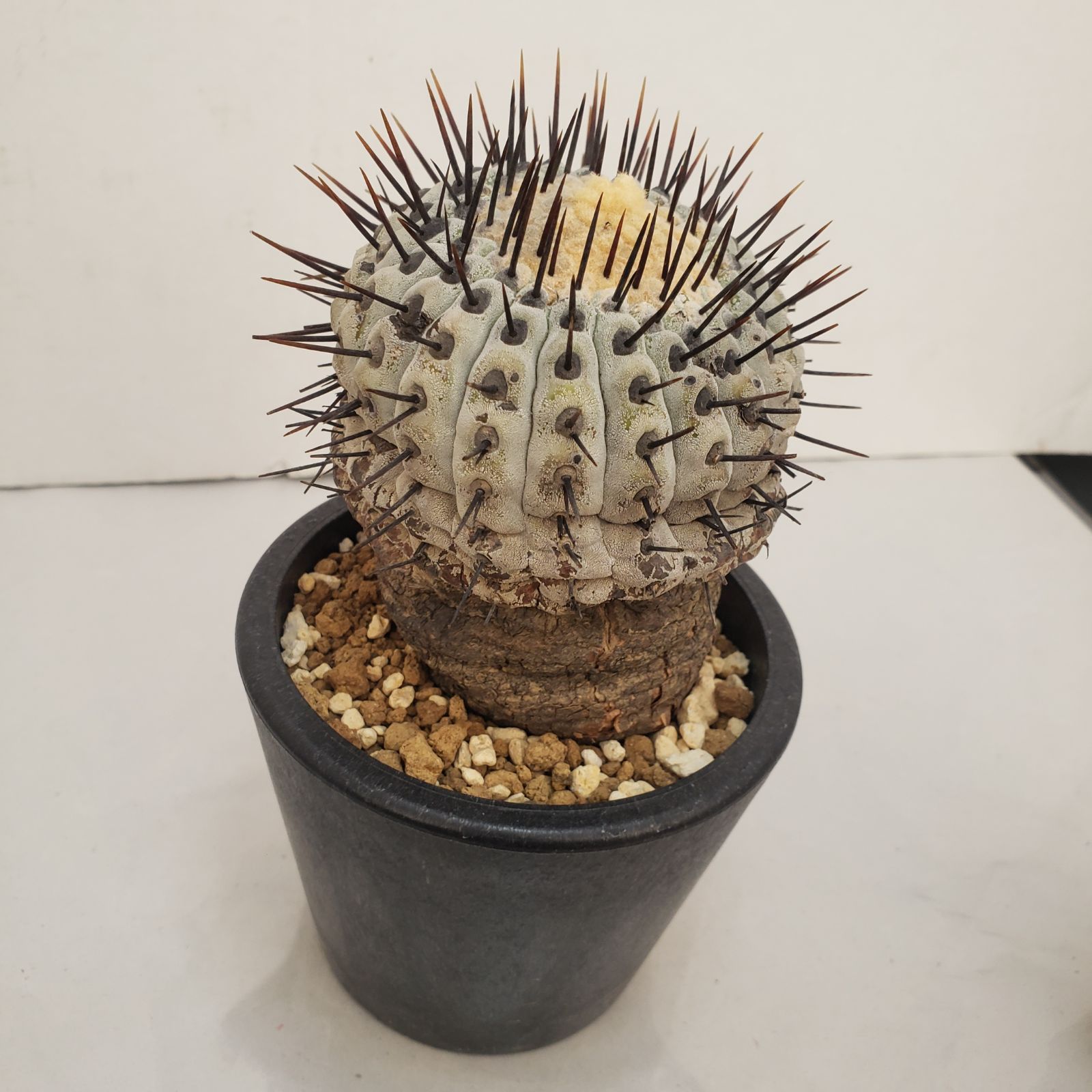 D442【自社養生株】コピアポア コルムナアルバ（発根株・鉢植え