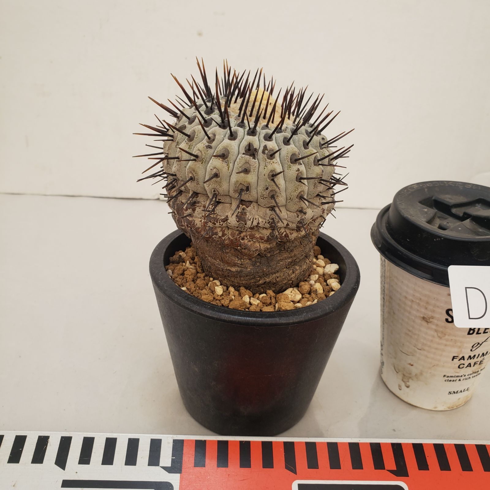 D442【自社養生株】コピアポア コルムナアルバ（発根株・鉢植え