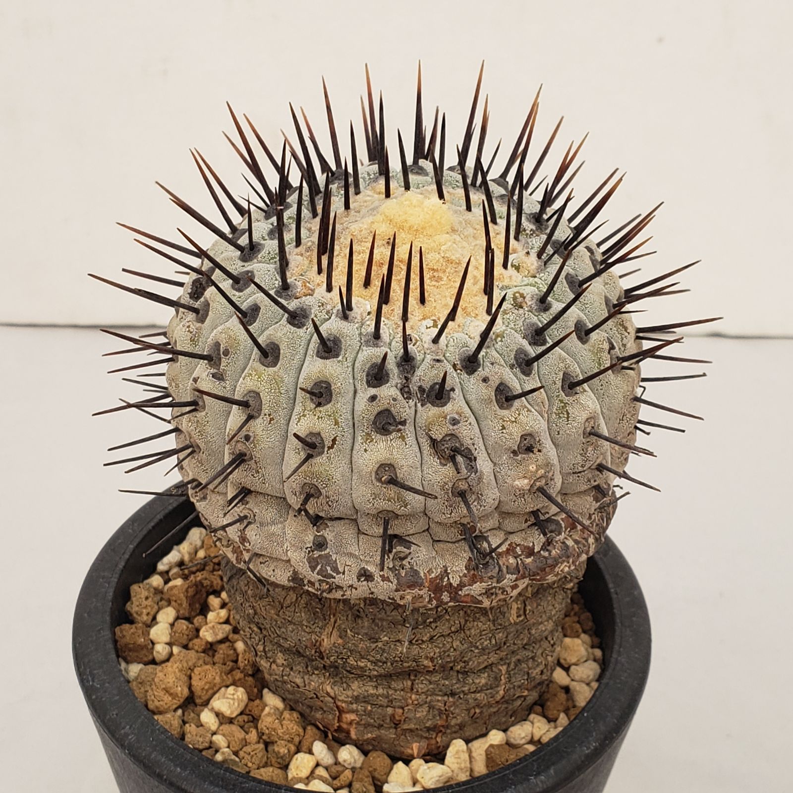 D442【自社養生株】コピアポア コルムナアルバ（発根株・鉢植え