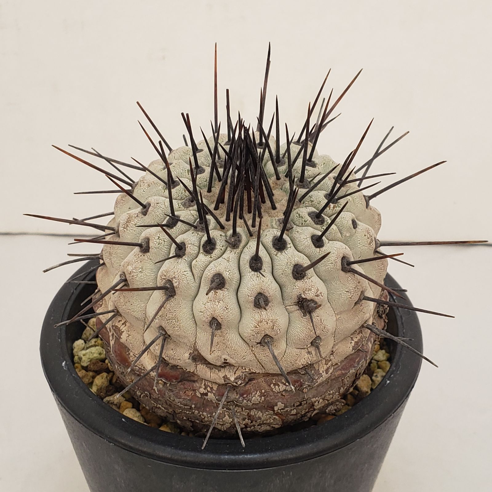 D443【自社養生株】コピアポア コルムナアルバ（発根株・鉢植え