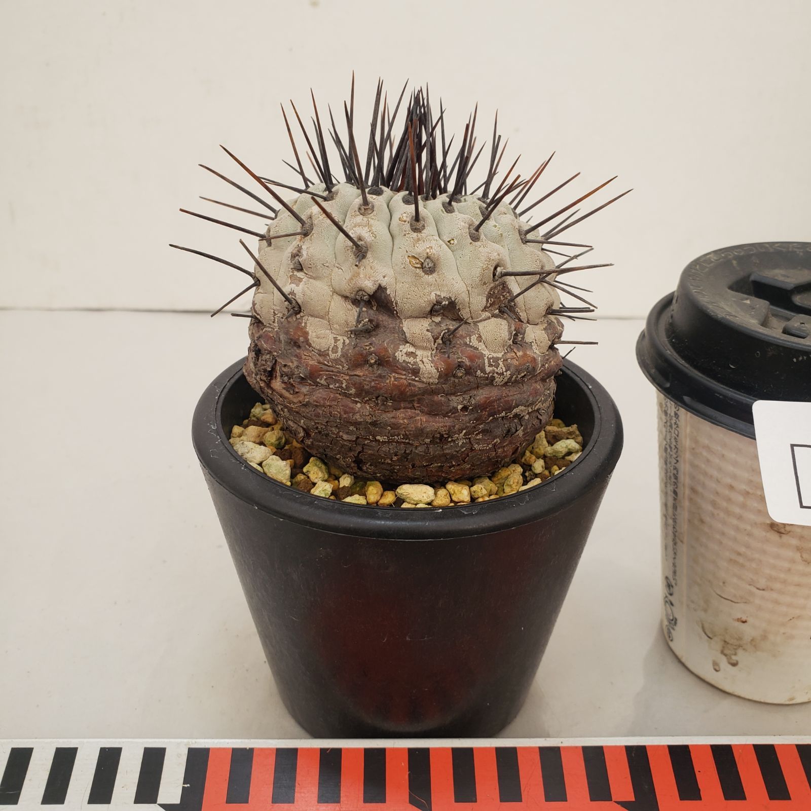 D443【自社養生株】コピアポア コルムナアルバ（発根株・鉢植え