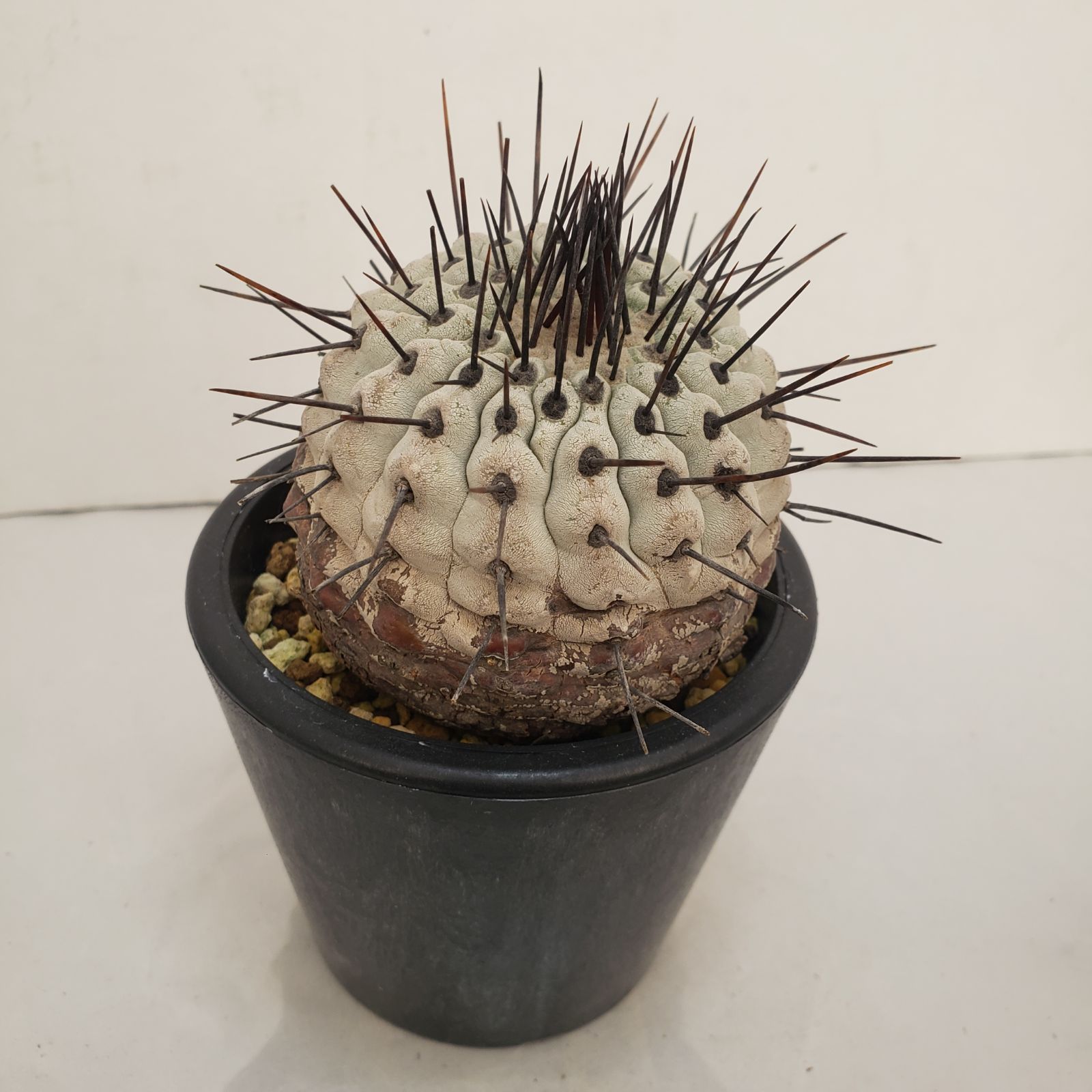 D443【自社養生株】コピアポア コルムナアルバ（発根株・鉢植え