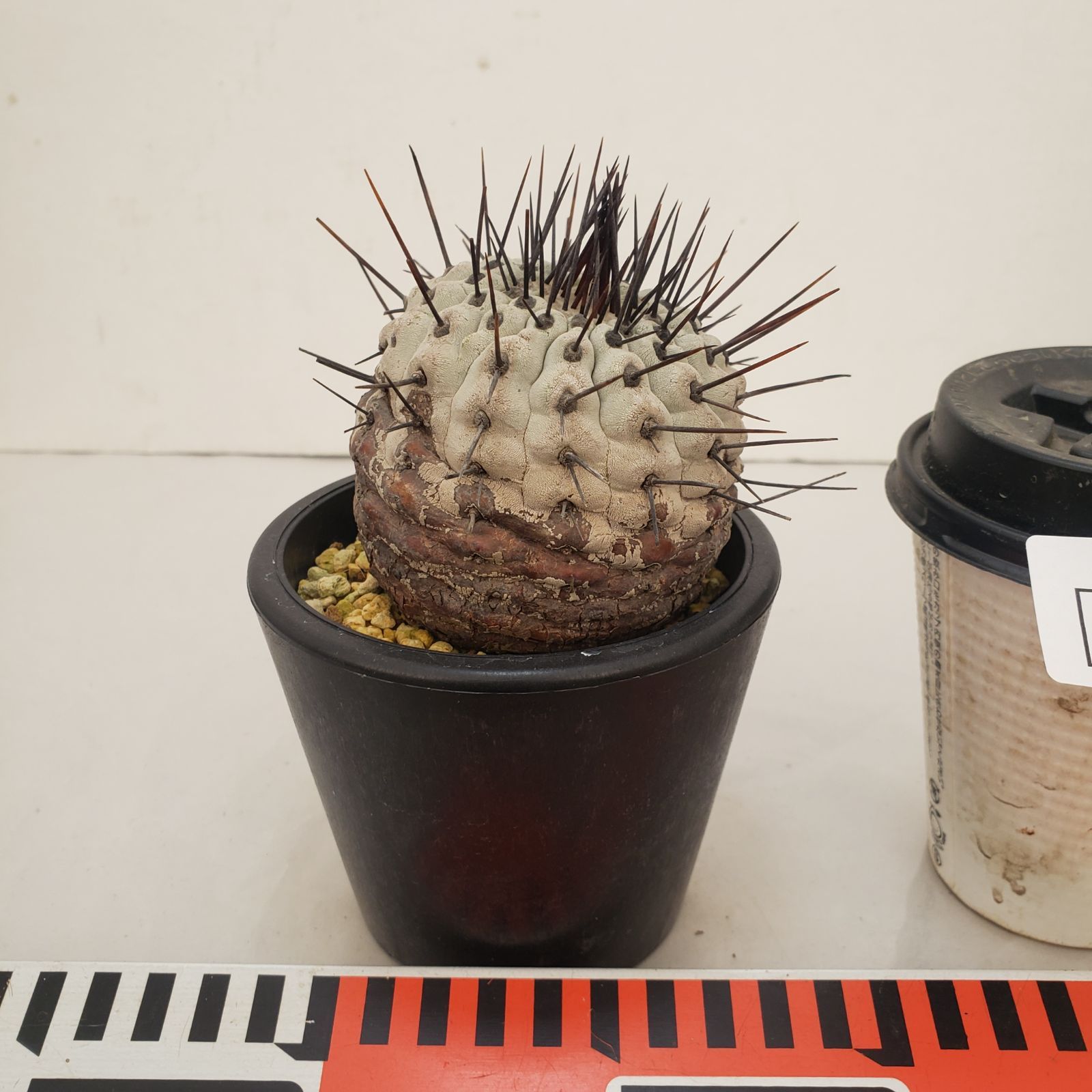 D443【自社養生株】コピアポア コルムナアルバ（発根株・鉢植え