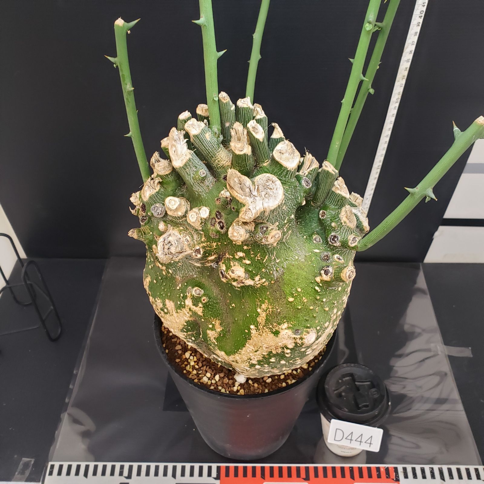 D444【自社養生株】アデニア プセウドグロボーサ（現地球・発根株