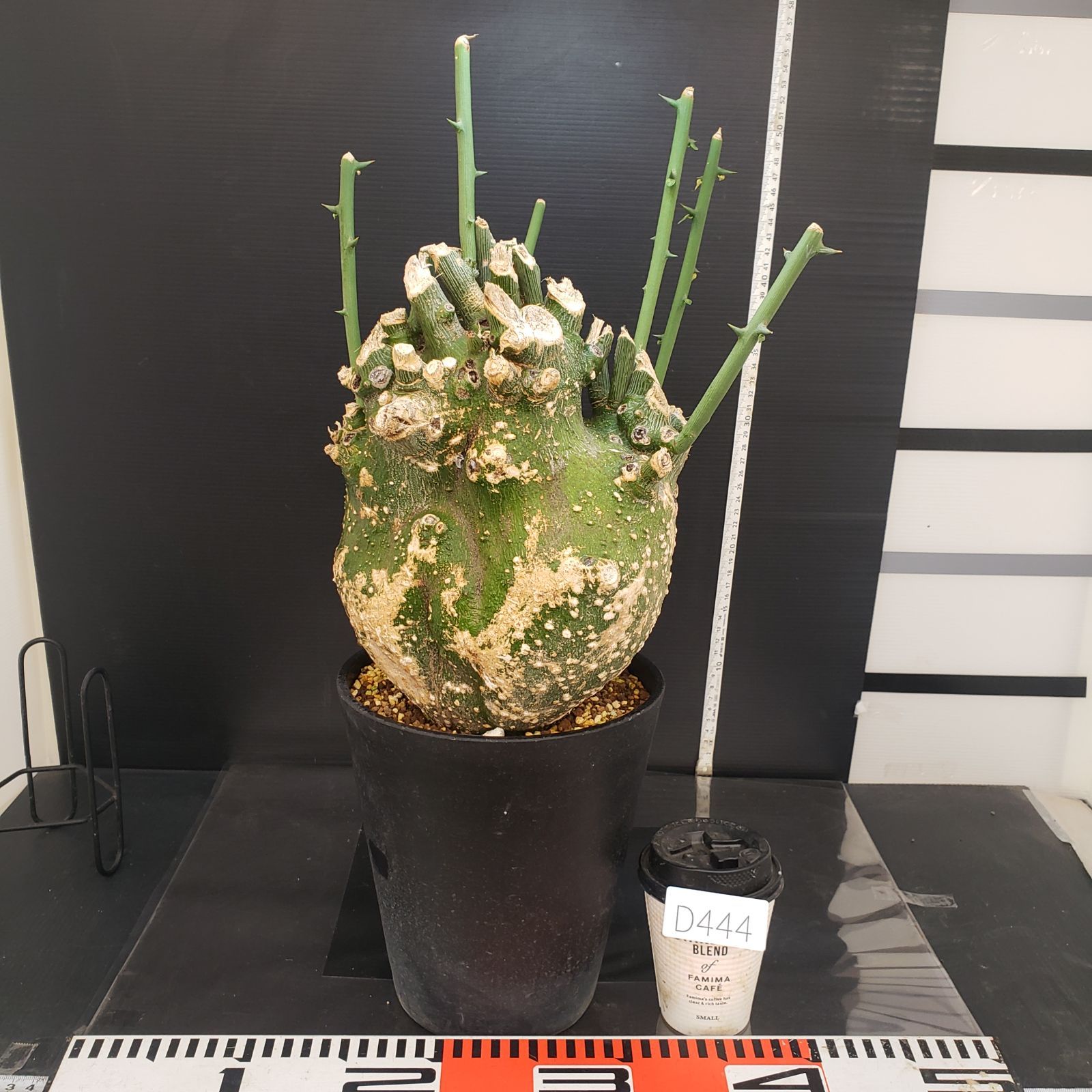 D444【自社養生株】アデニア プセウドグロボーサ（現地球・発根株