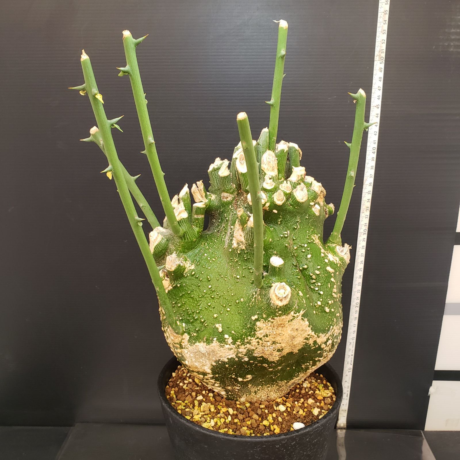 アデニア　プセウドグロボーサ（現地球・発根株・鉢植え）【塊根植物】 アデニア プセウドグロボーサ（現地球・発根株・鉢植え）【塊根植物