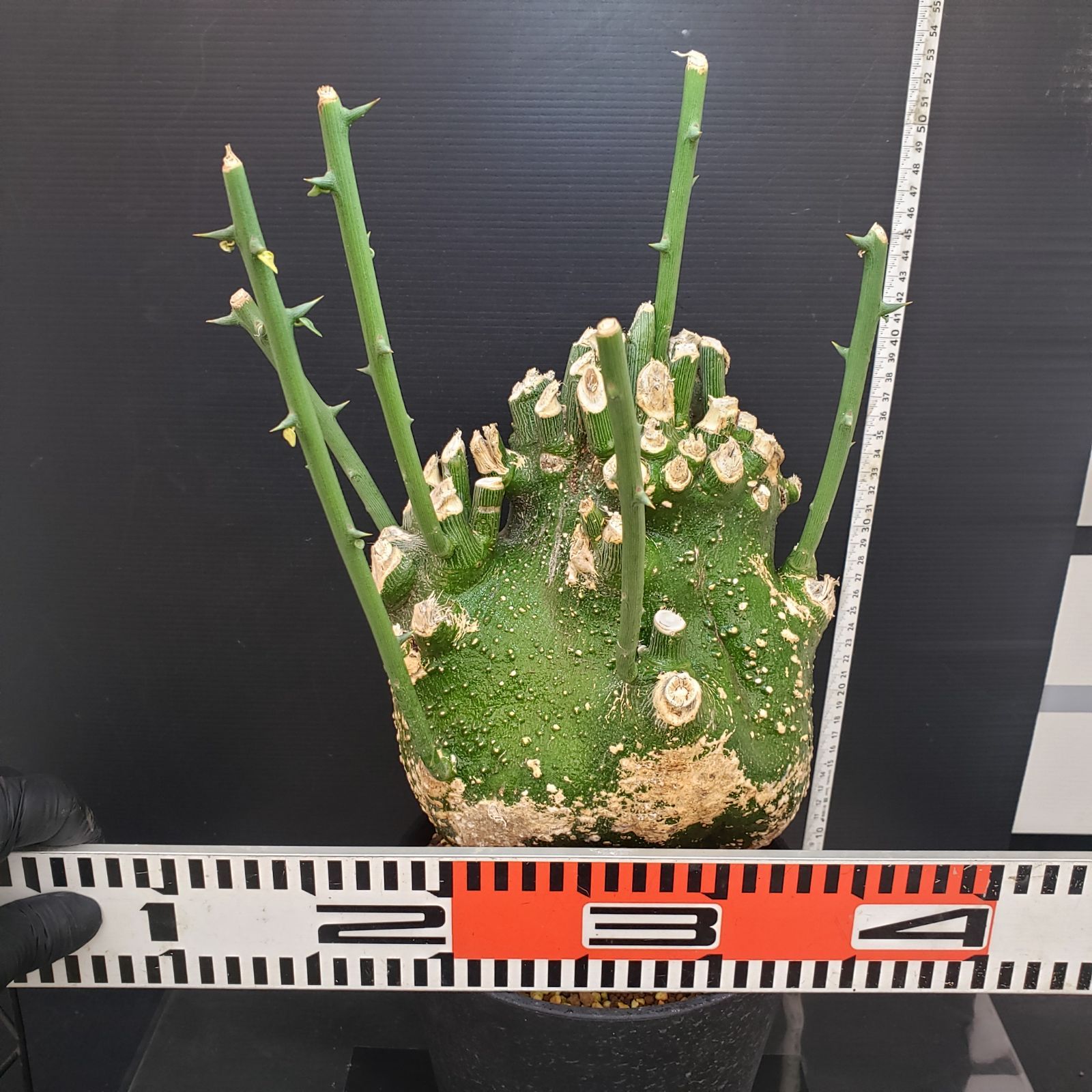 D444【自社養生株】アデニア プセウドグロボーサ（現地球・発根株