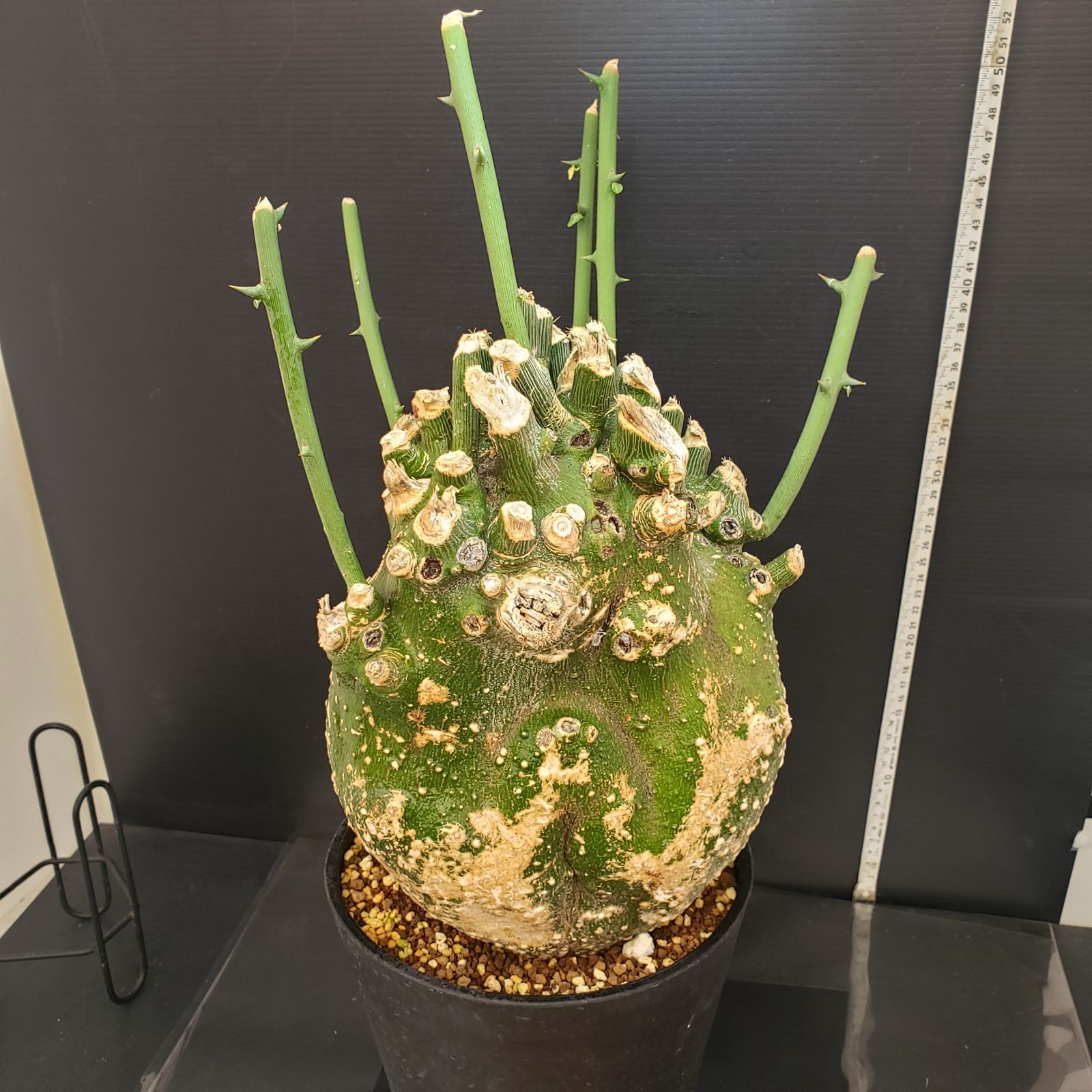 D444【自社養生株】アデニア プセウドグロボーサ（現地球・発根株