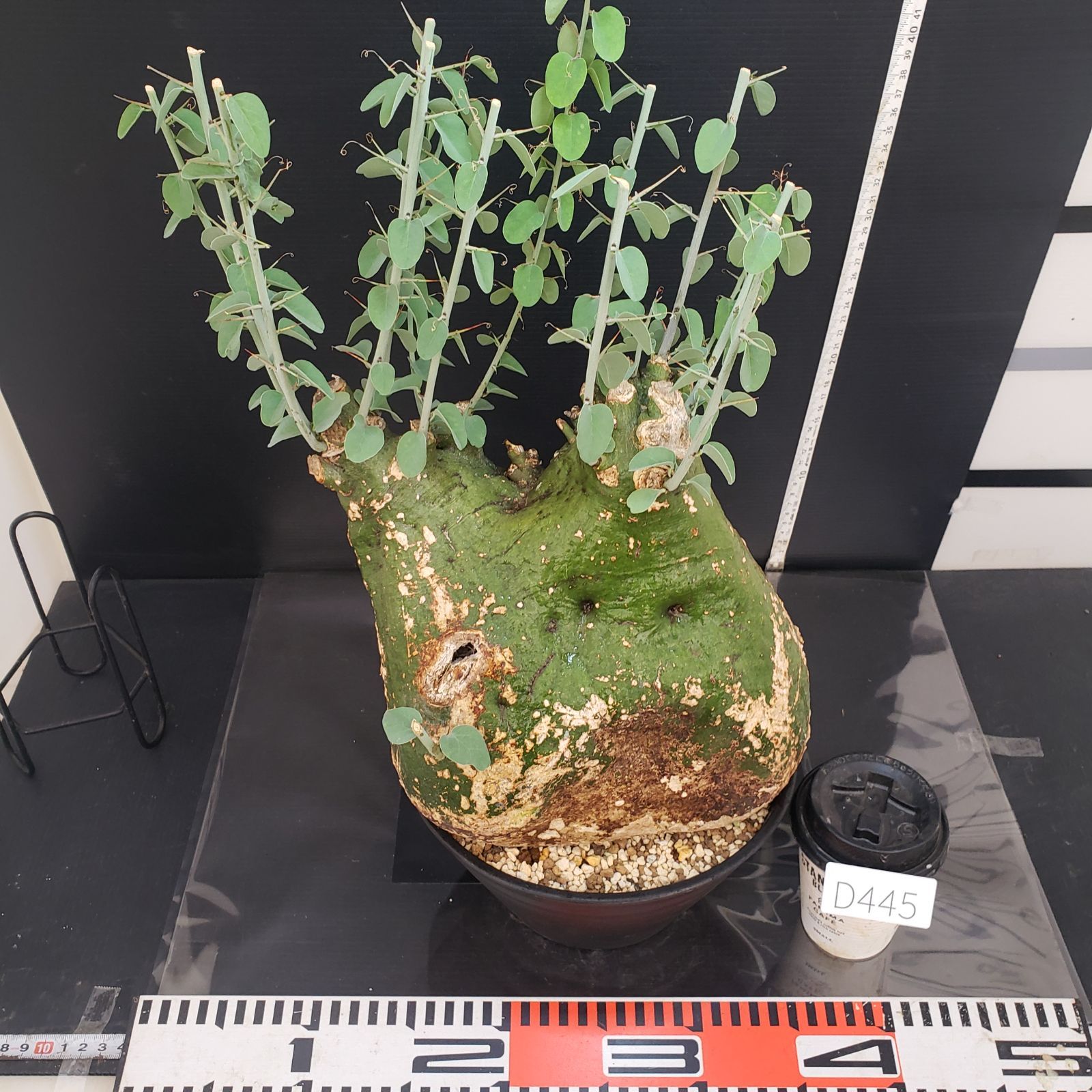 D445【自社養生株】アデニア スピノーサ（現地球・発根株・鉢植え