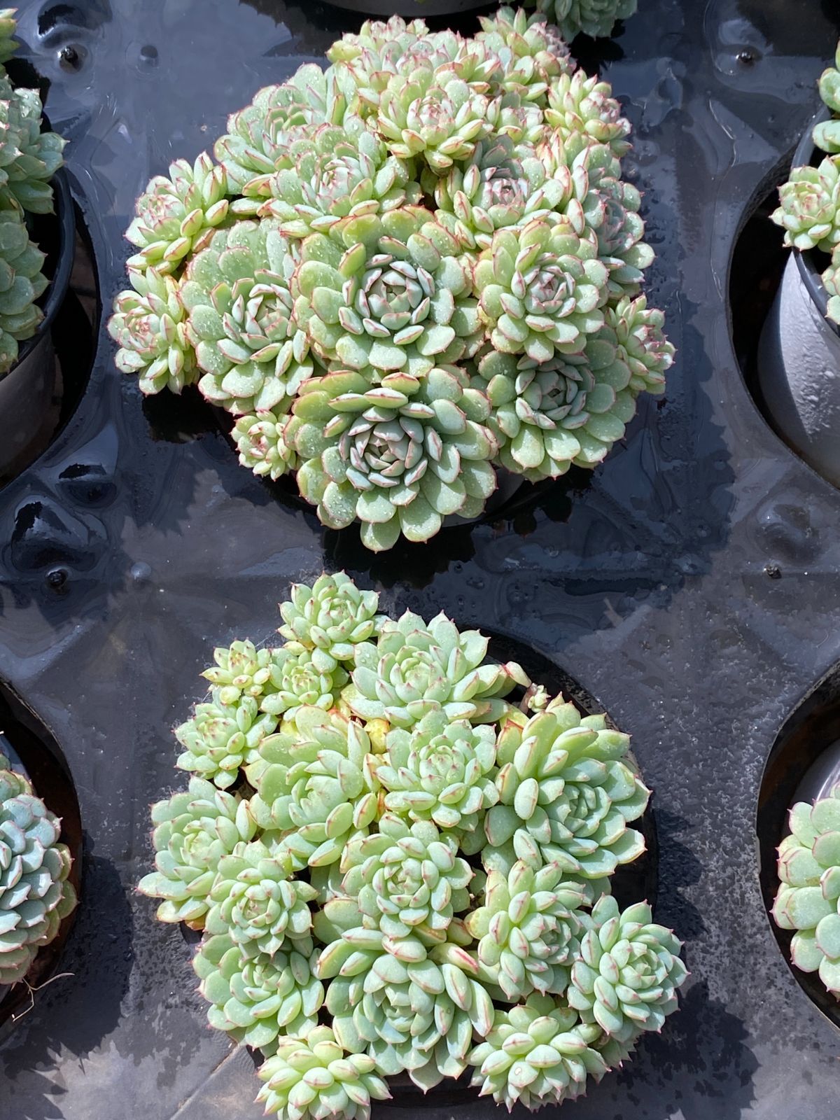 新入荷 ショウコウセン ZZ181×15苗 抜き苗 多肉植物 アエオニウム