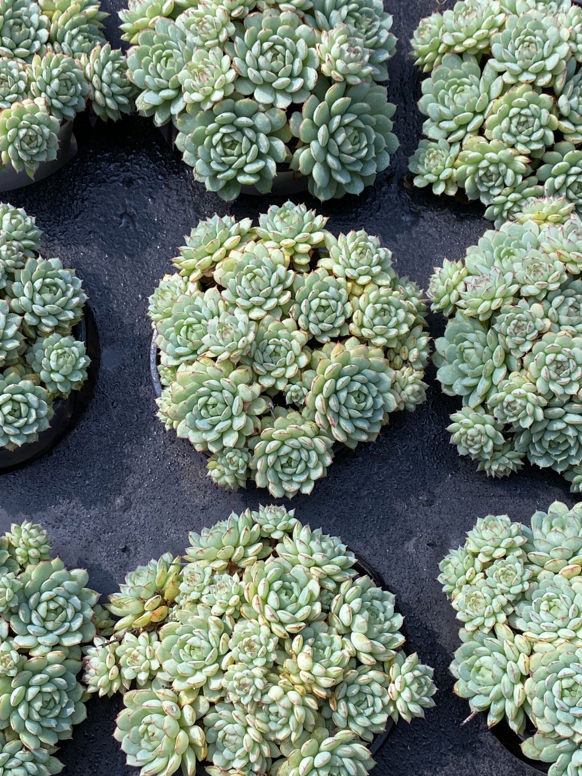 新入荷 ショウコウセン ZZ181×15苗 抜き苗 多肉植物 アエオニウム