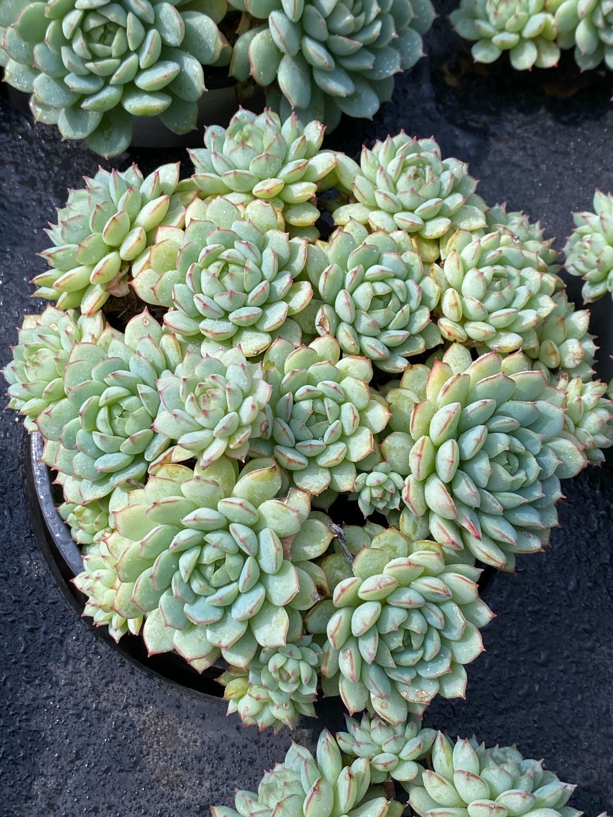 新入荷 ショウコウセン ZZ181×15苗 抜き苗 多肉植物 アエオニウム