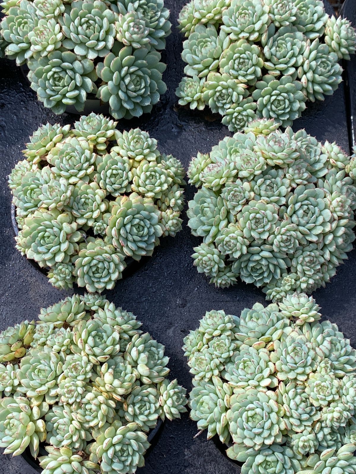 新入荷 ショウコウセン ZZ181×15苗 抜き苗 多肉植物 アエオニウム