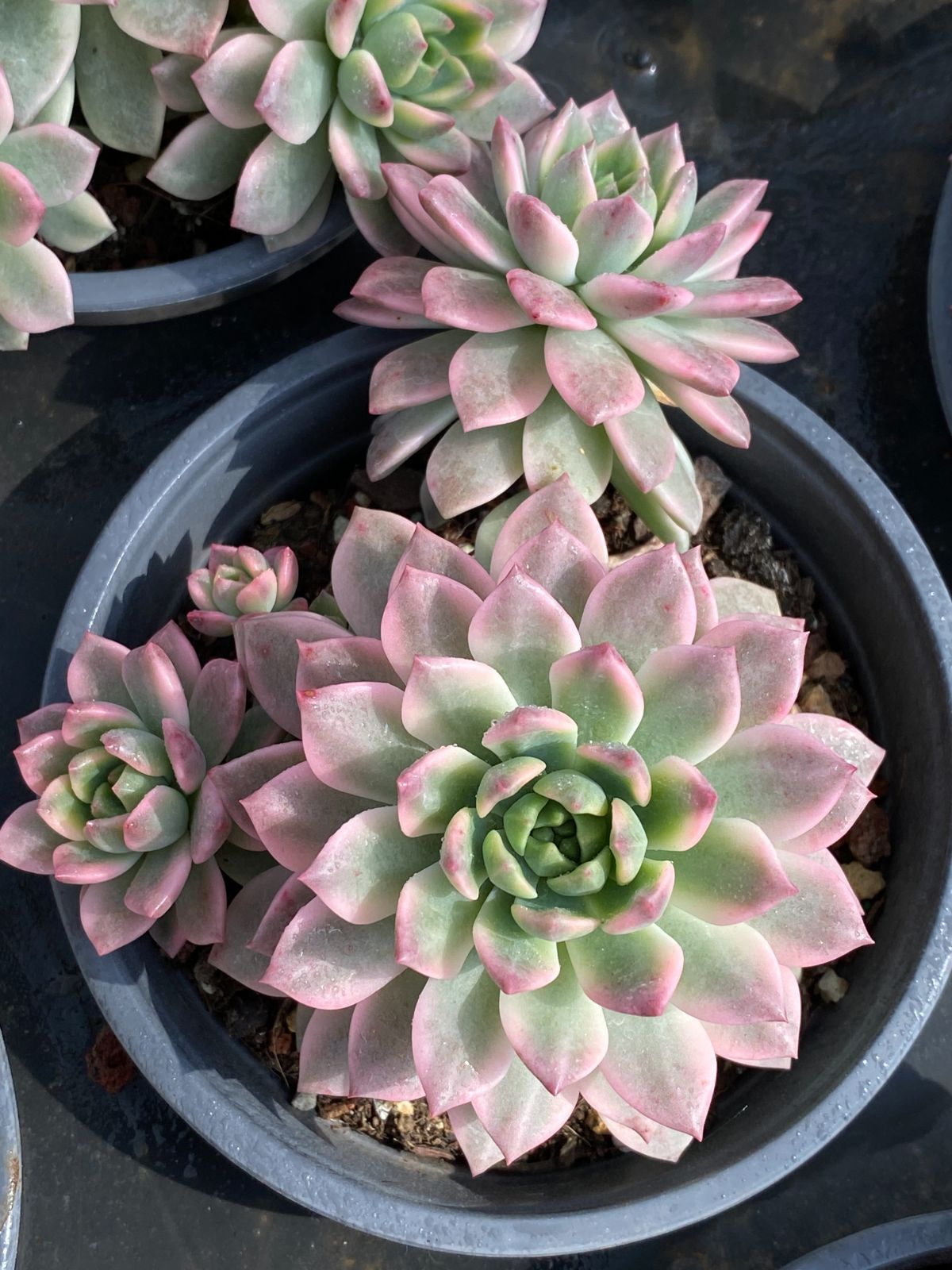 ♥マジョリカ様♥丸葉フラメンコ錦です(*^^*)　エケベリア　多肉植物 楽天市場】【当店農場生産】○多肉植物 エケベリア プラダ錦 7.5センチ