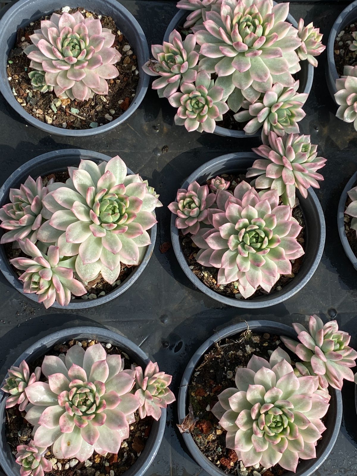 新入荷 マーカスニシキ ZZ182×18苗 抜き苗 多肉植物 アエオニウム