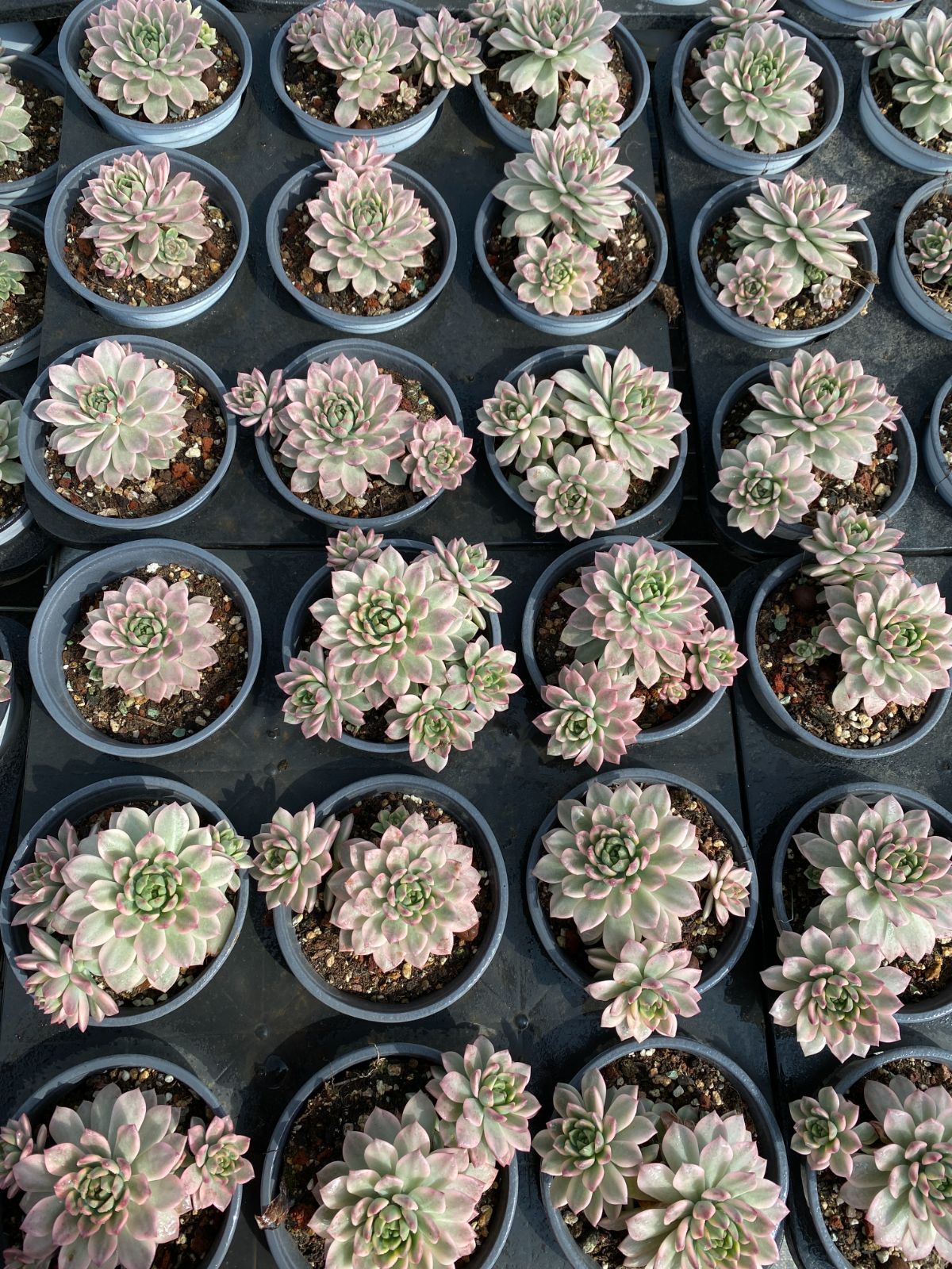 新入荷 マーカスニシキ ZZ182×18苗 抜き苗 多肉植物 アエオニウム