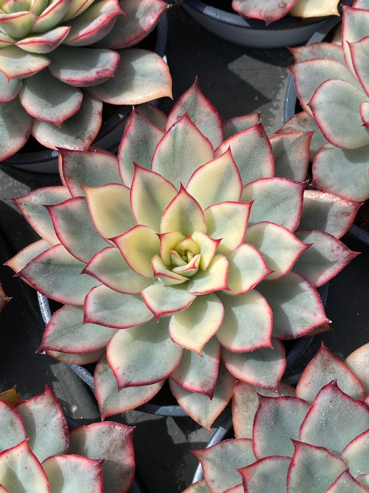 新入荷 ピンブルーヒメレン ZZ185×18苗 抜き苗 多肉植物 アエオニウム