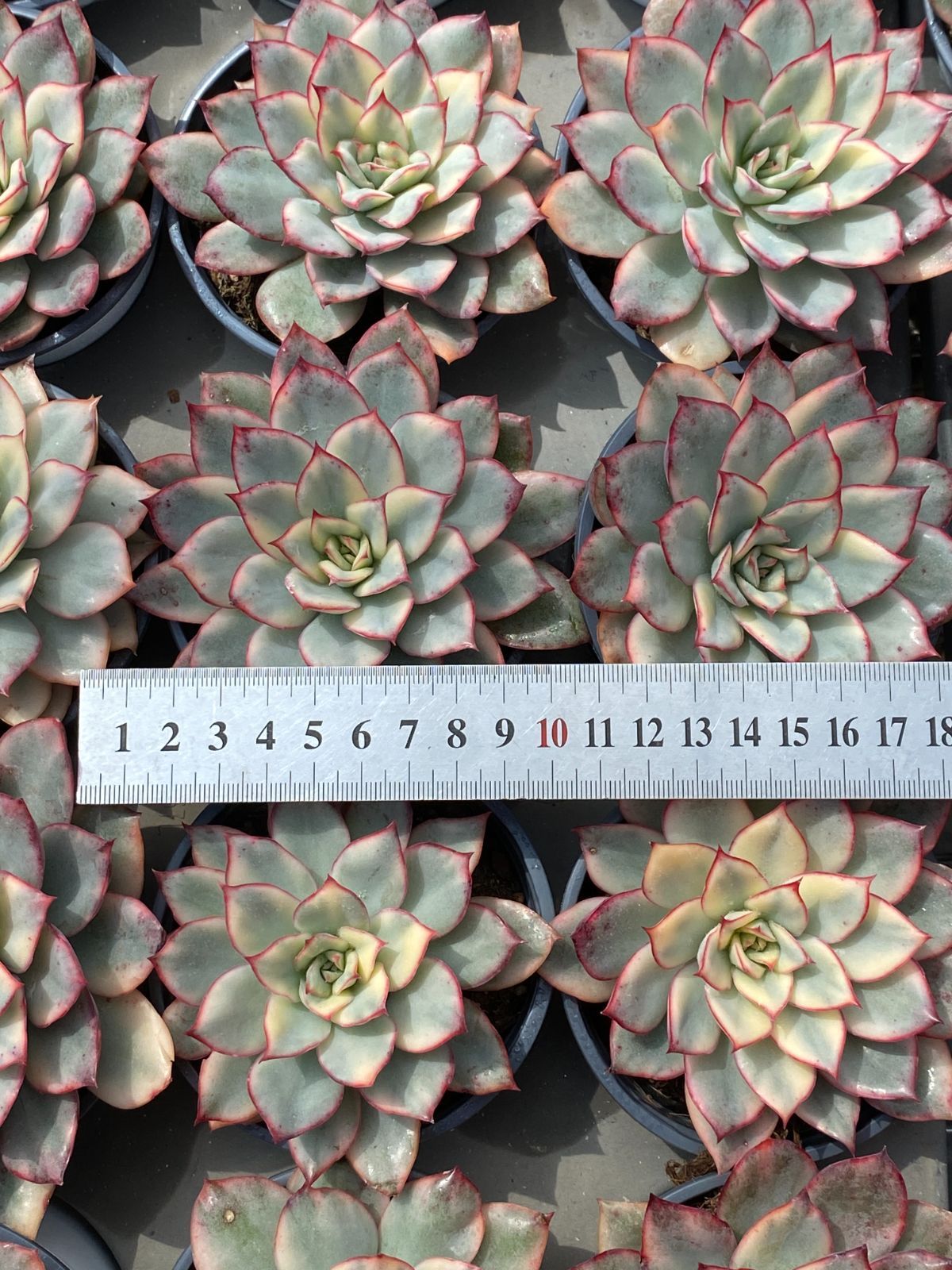 22#多肉植物アエオニウム錦❤️雪姫❤️1大頭3-5子芽18cm 拔き苗 22#多肉植物アエオニウム錦❤️雪姫❤️1大頭3-5子芽18cm