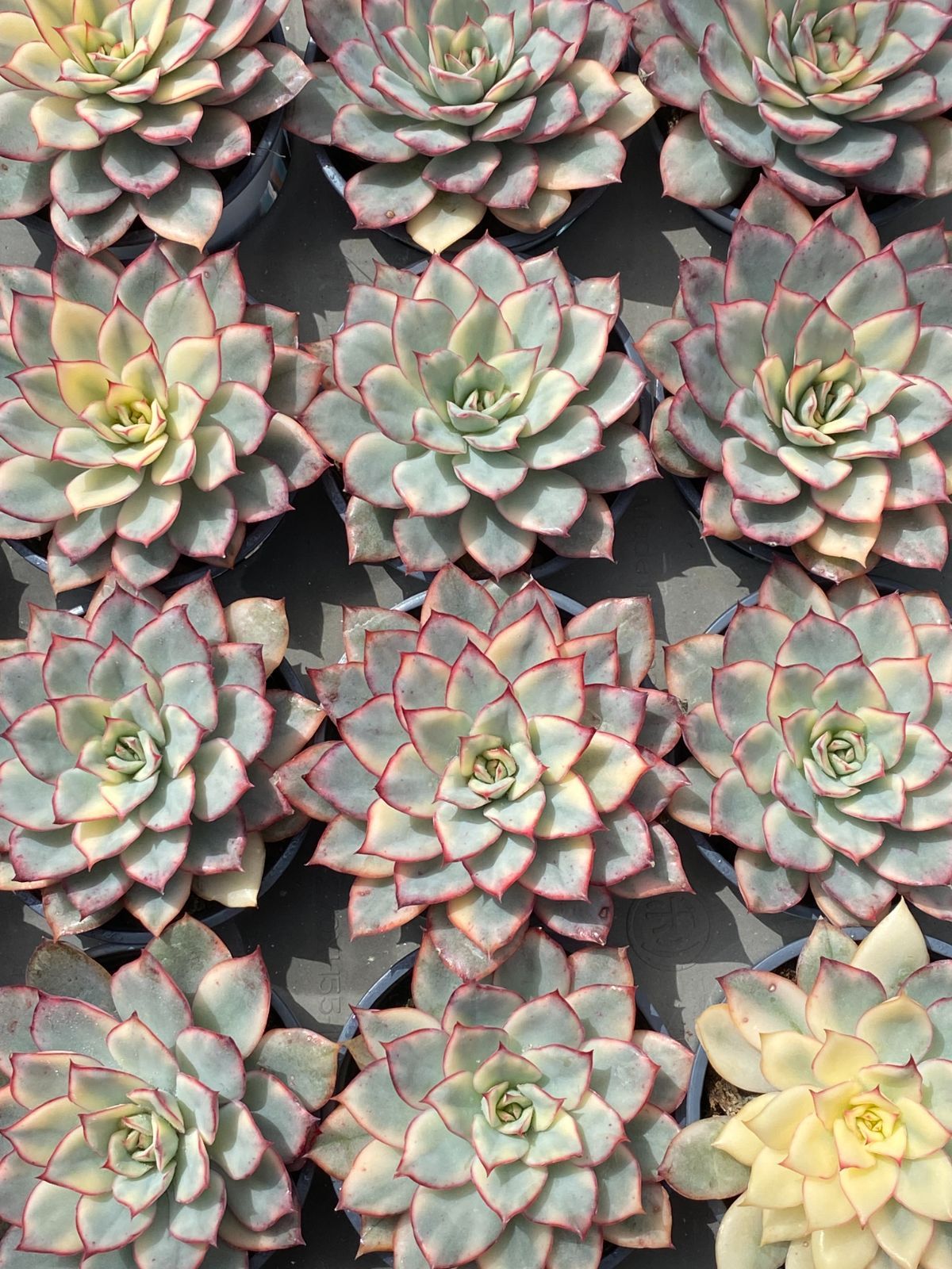 新入荷 ピンブルーヒメレン ZZ185×18苗 抜き苗 多肉植物 アエオニウム