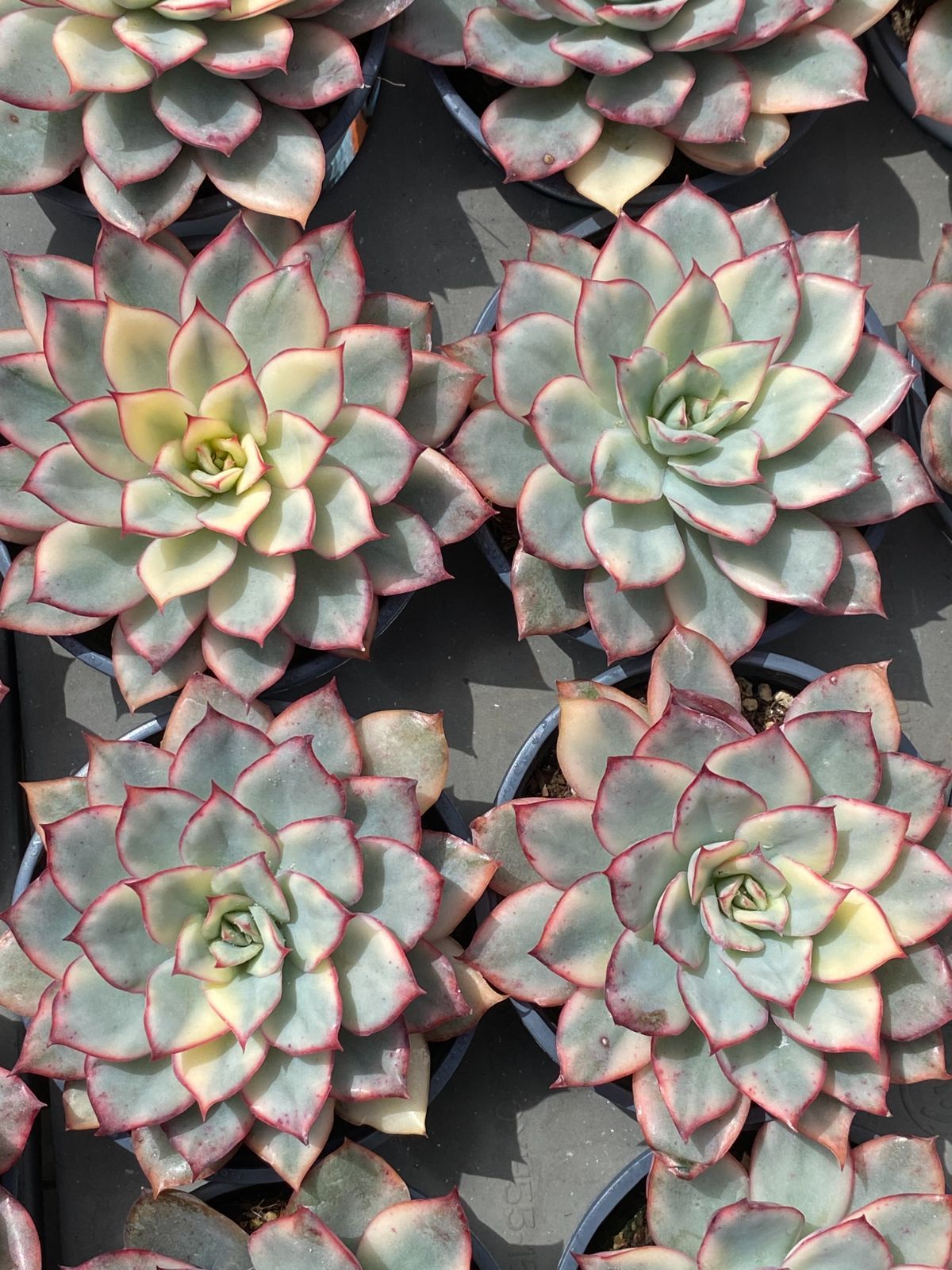 新入荷 ピンブルーヒメレン ZZ185×18苗 抜き苗 多肉植物 アエオニウム