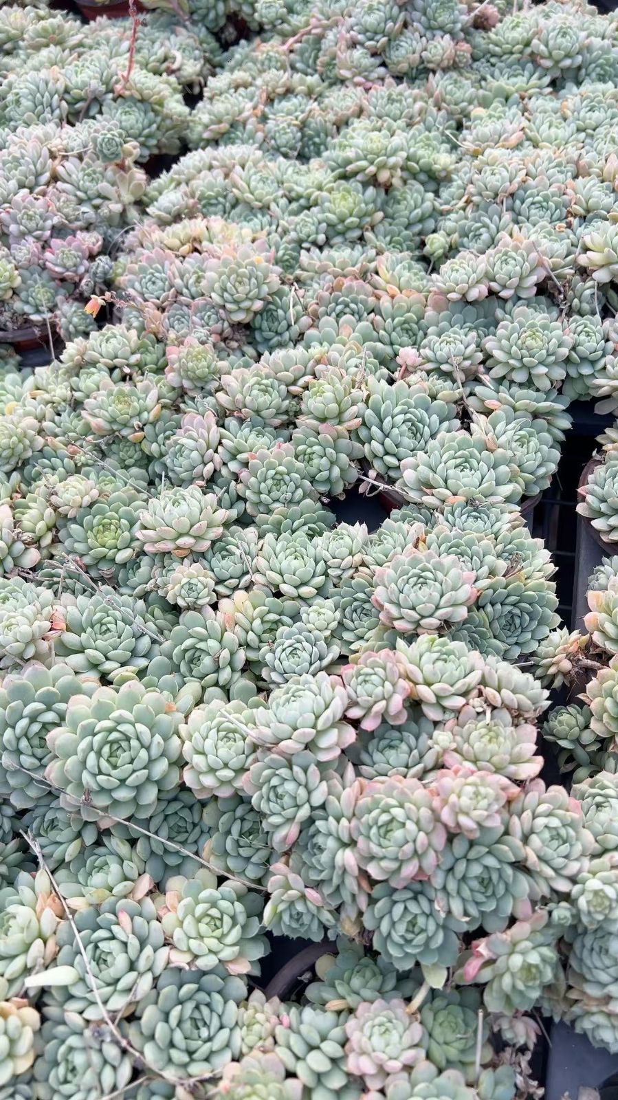 マイコレ デカベリア miso苗✡️ラウリンゼ×ロメオ✡️多肉 秘蔵っ子 抜き苗 おらいさん苗 ミックスベリア スノーミルフィーユ 青札 そわそわ