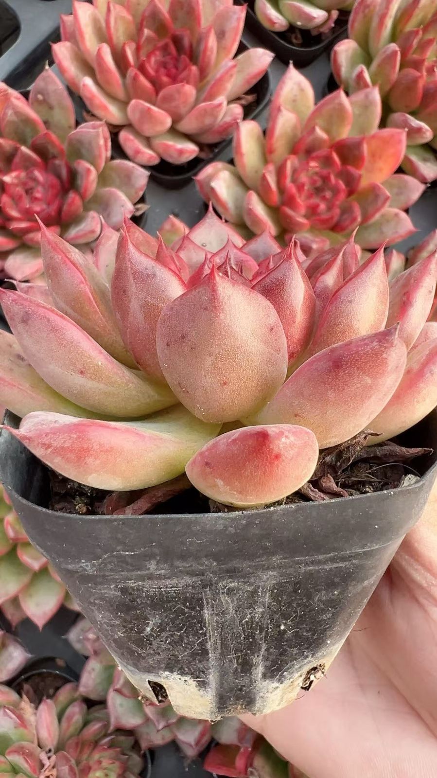 50株の抜き苗セット】ピンクチェーり 多肉植物 佐川急便発送