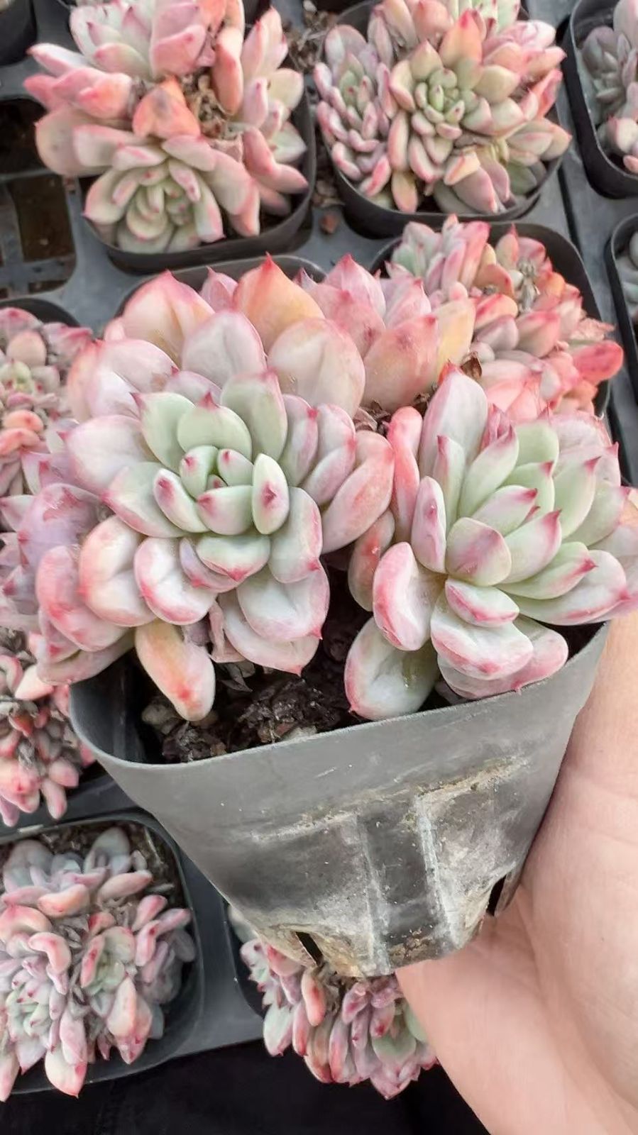 50株の抜き苗セット】ピンクドリーム 多肉植物 佐川急便発送