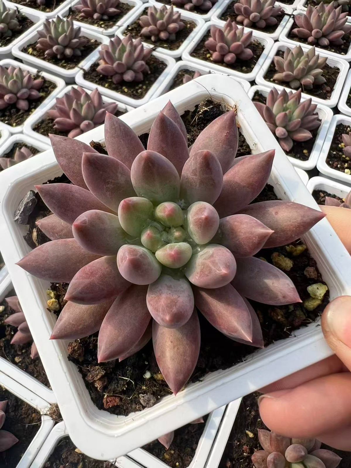 50株の抜き苗セット】チェリー・レッド 多肉植物 佐川急便発送