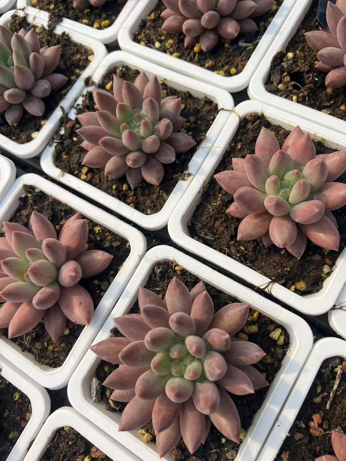 50株の抜き苗セット】チェリー・レッド 多肉植物 佐川急便発送